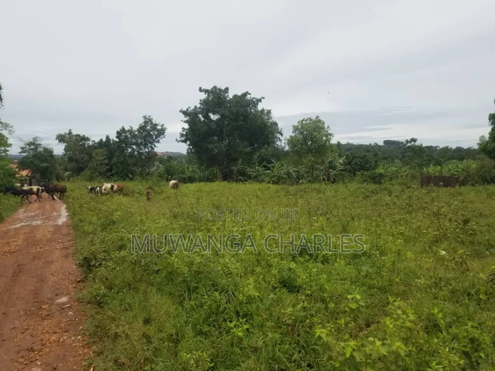 Land for Sale in Kakoge Luwero in Kakooge