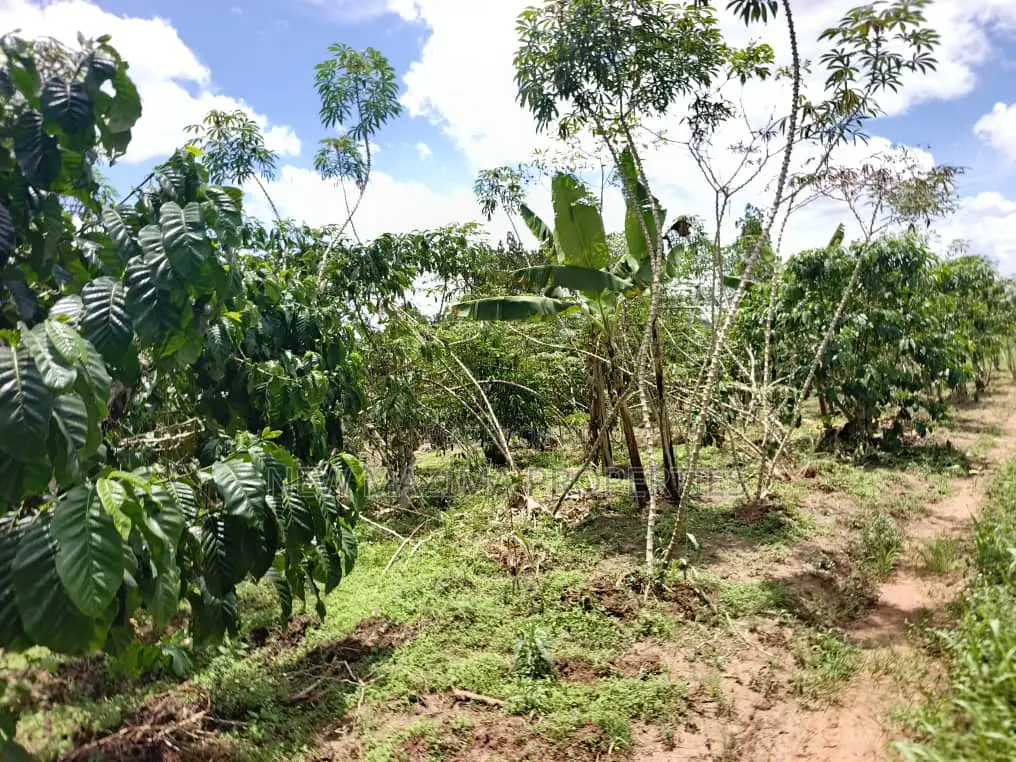 9.5acres Full of Healthy Coffee and Banana Plantation Onsale in Division A