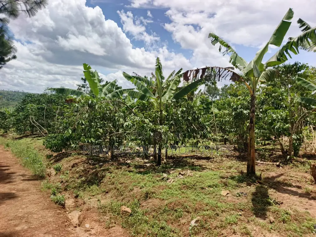 9.5acres Full of Healthy Coffee and Banana Plantation Onsale in Division A