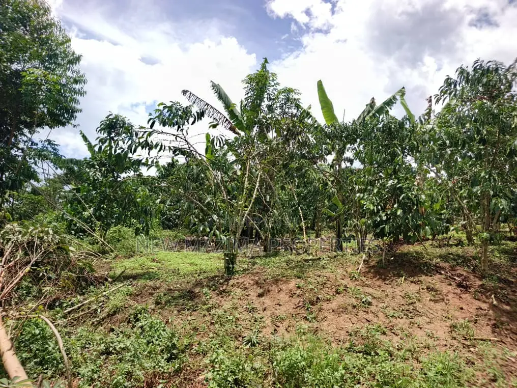 9.5acres Full of Healthy Coffee and Banana Plantation Onsale in Division A