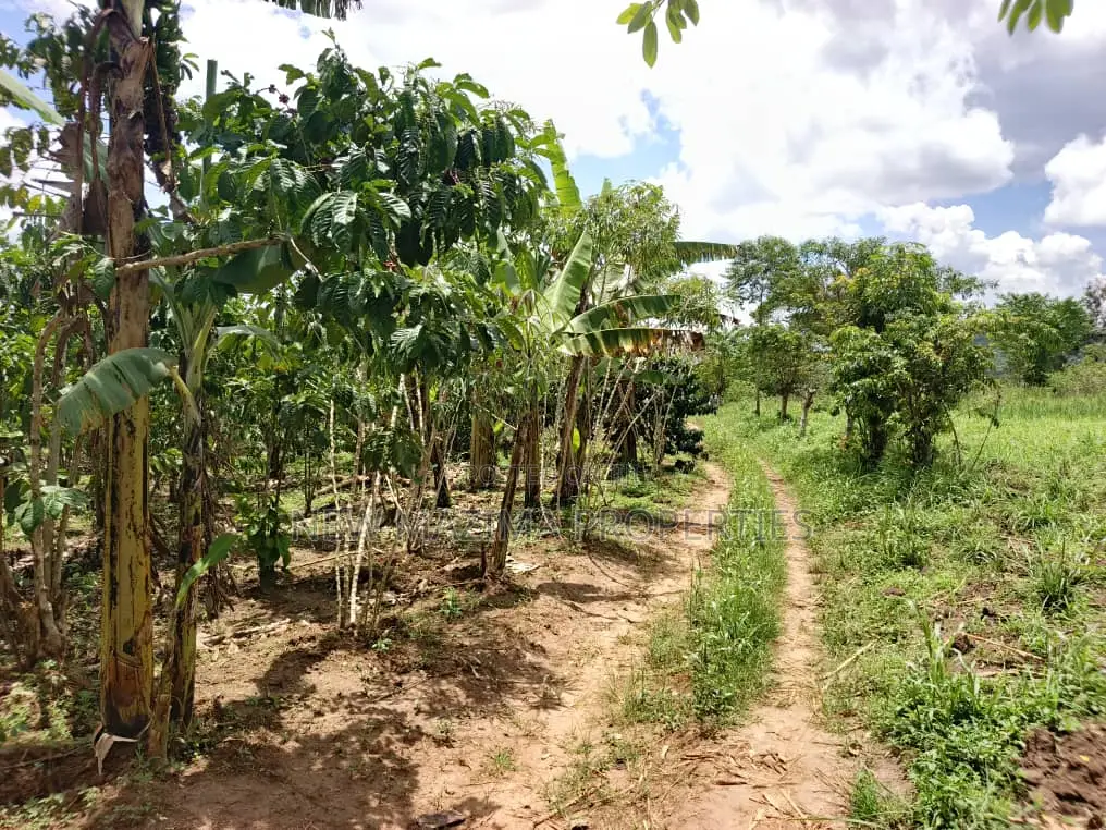 9.5acres Full of Healthy Coffee and Banana Plantation Onsale in Division A