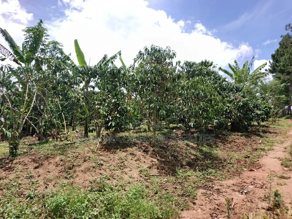 9.5acres Full of Healthy Coffee and Banana Plantation Onsale in Division A