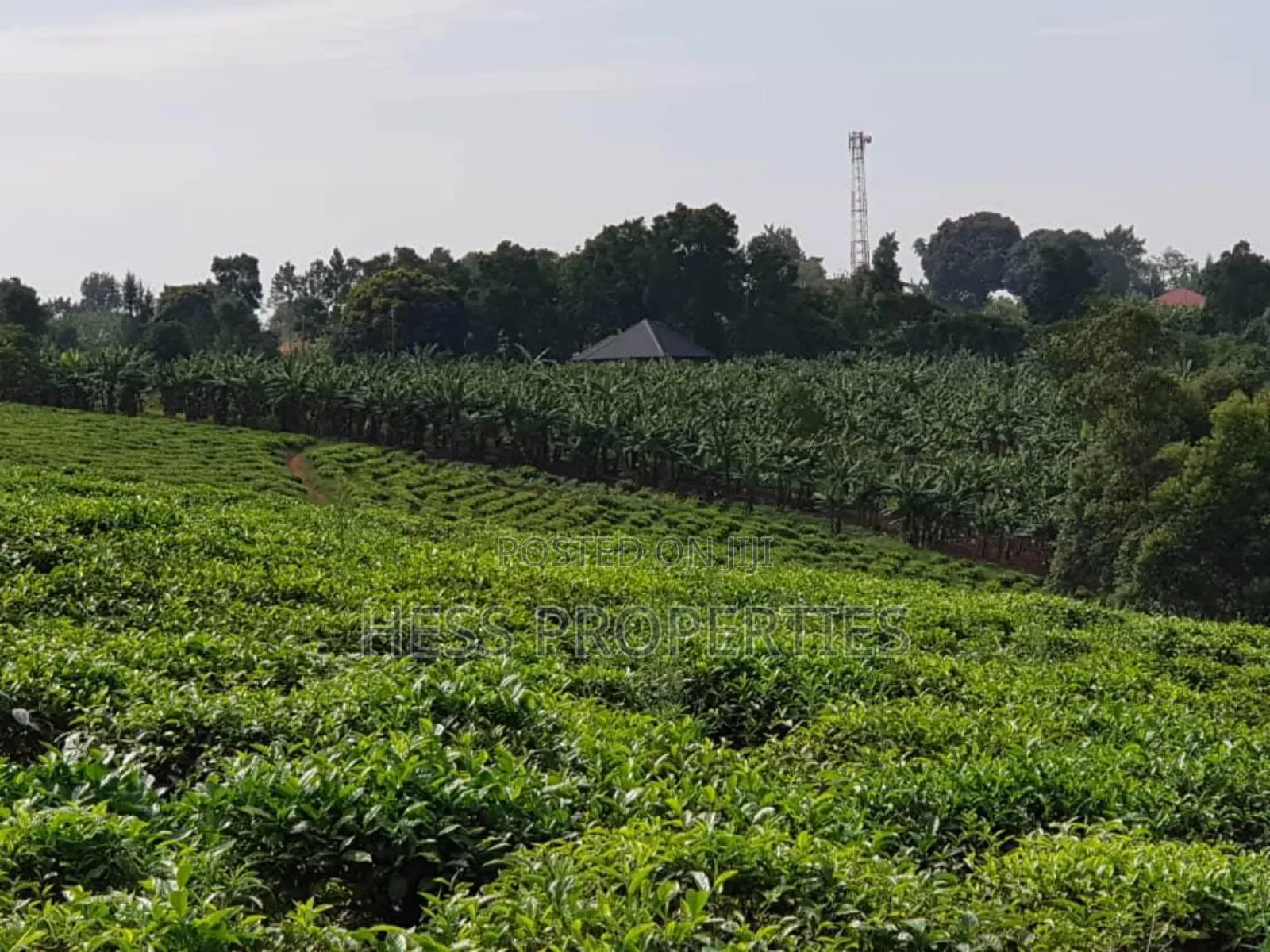 43acres of Land on Sale Located in Kyenjojo District in Kyenjojo