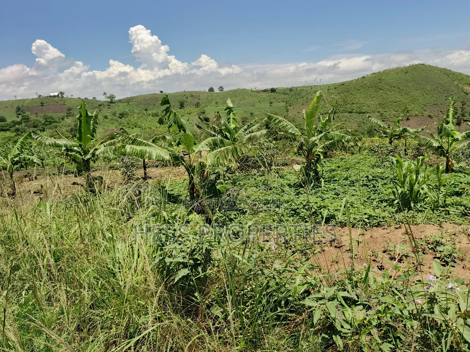 Farmland on Sale in Kyenjojo