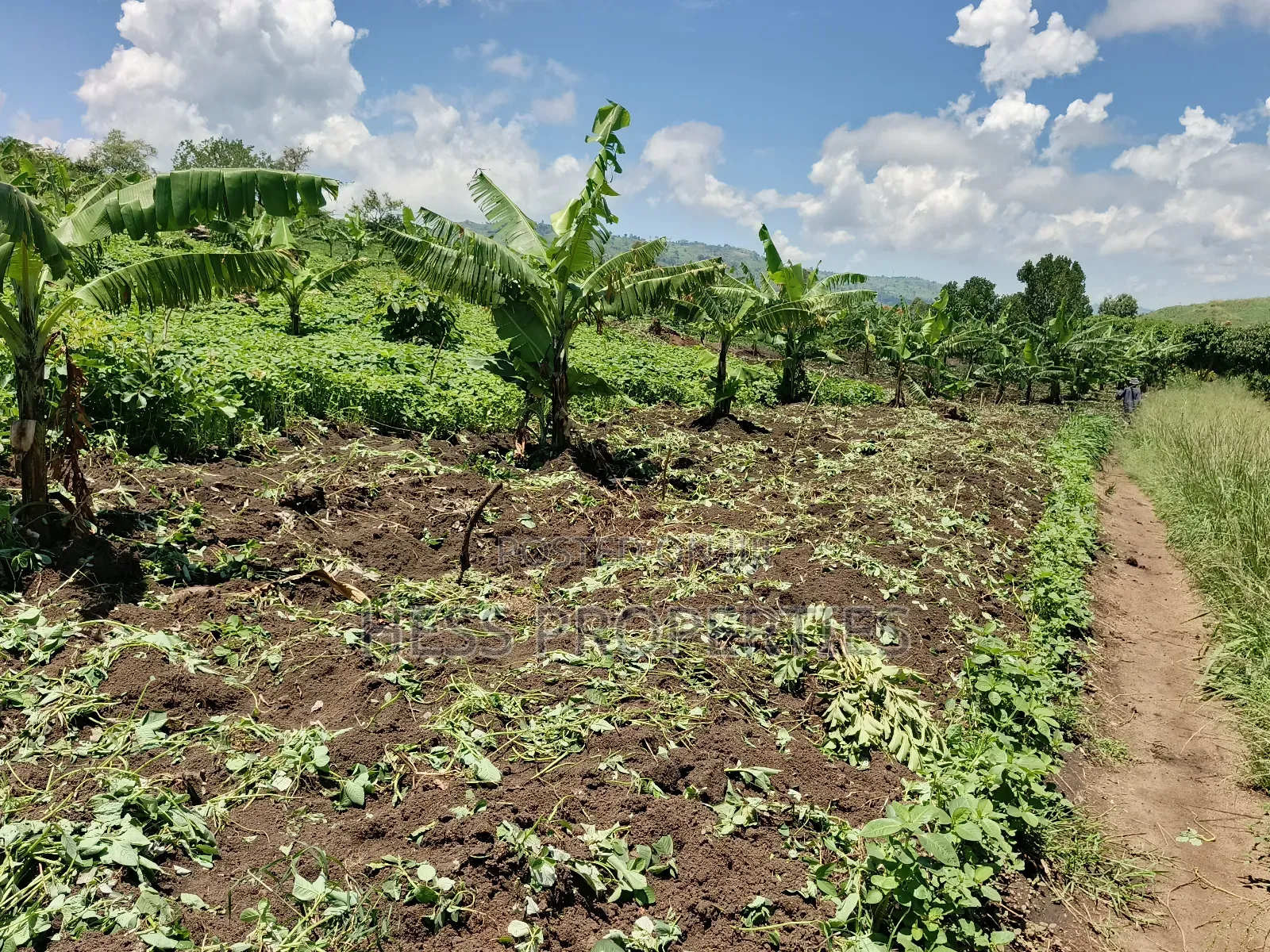 Farmland on Sale in Kyenjojo
