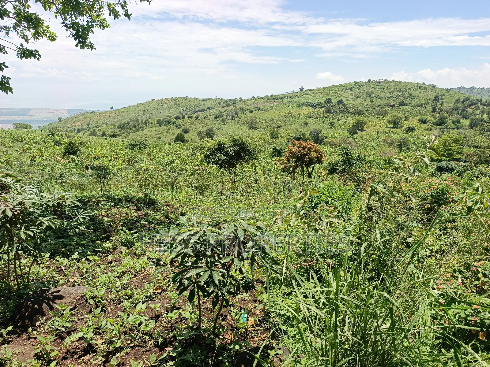Farmland on Sale in Kyenjojo