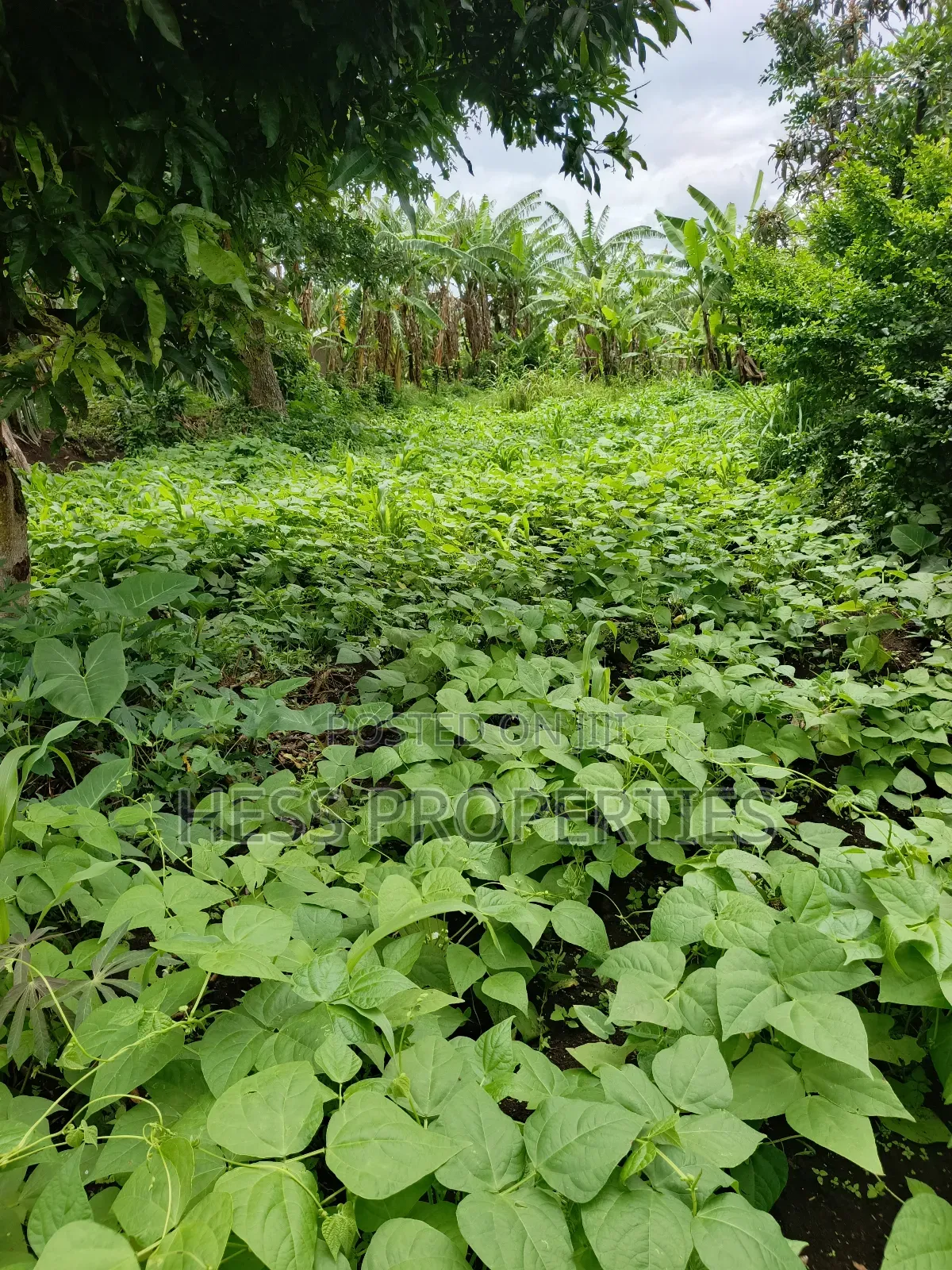 Residential Land on Sale in Kabalore