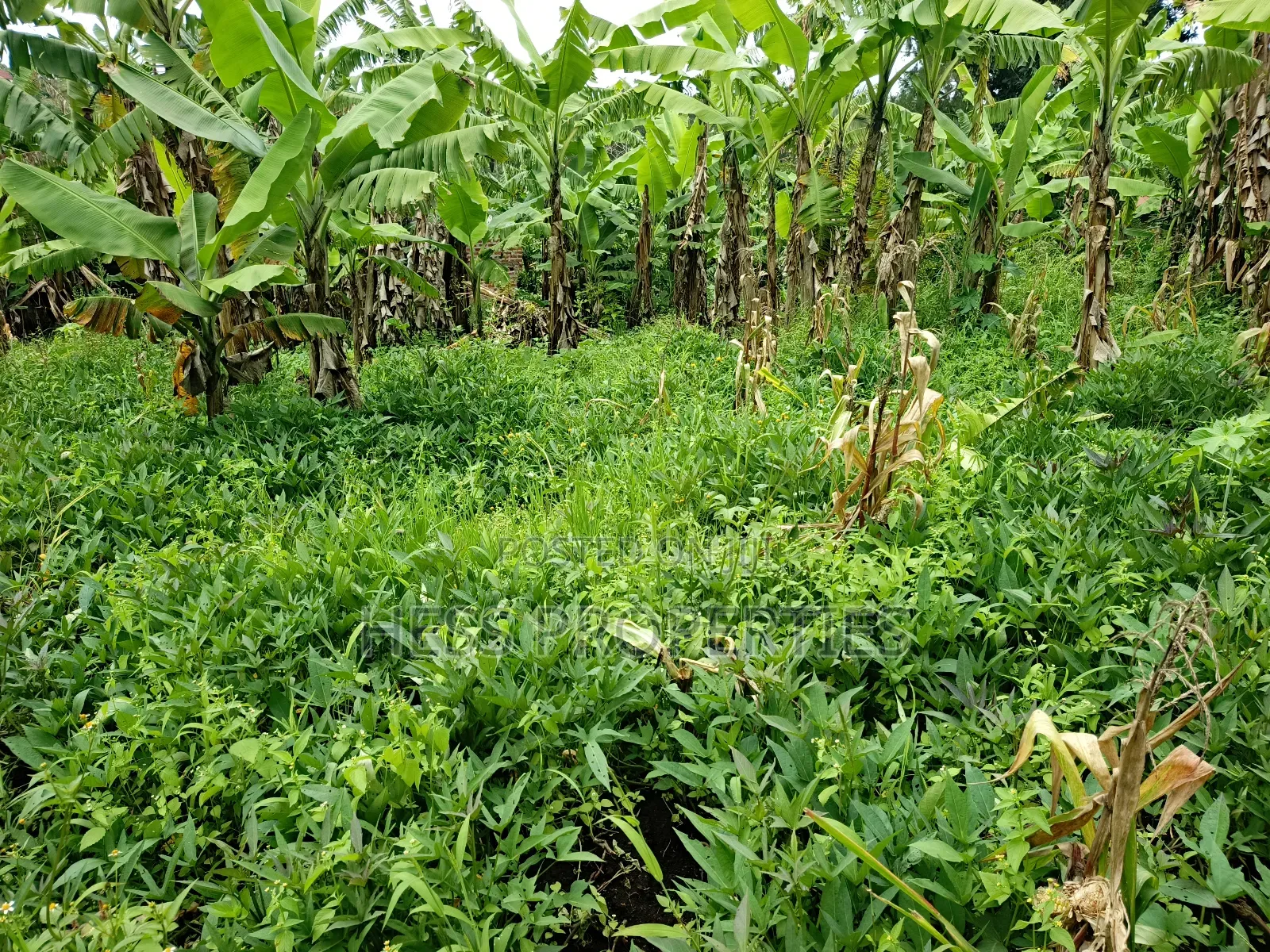 Residential Land on Sale in Kabalore
