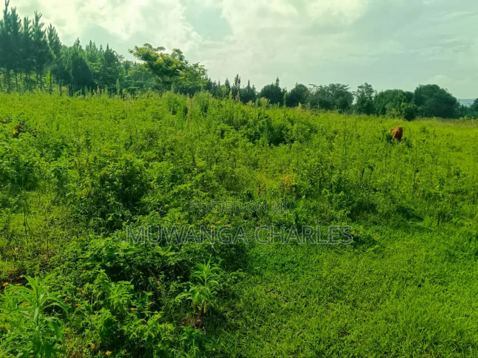 4acres for Sale in Mukono Katosi Road in Mukono TC