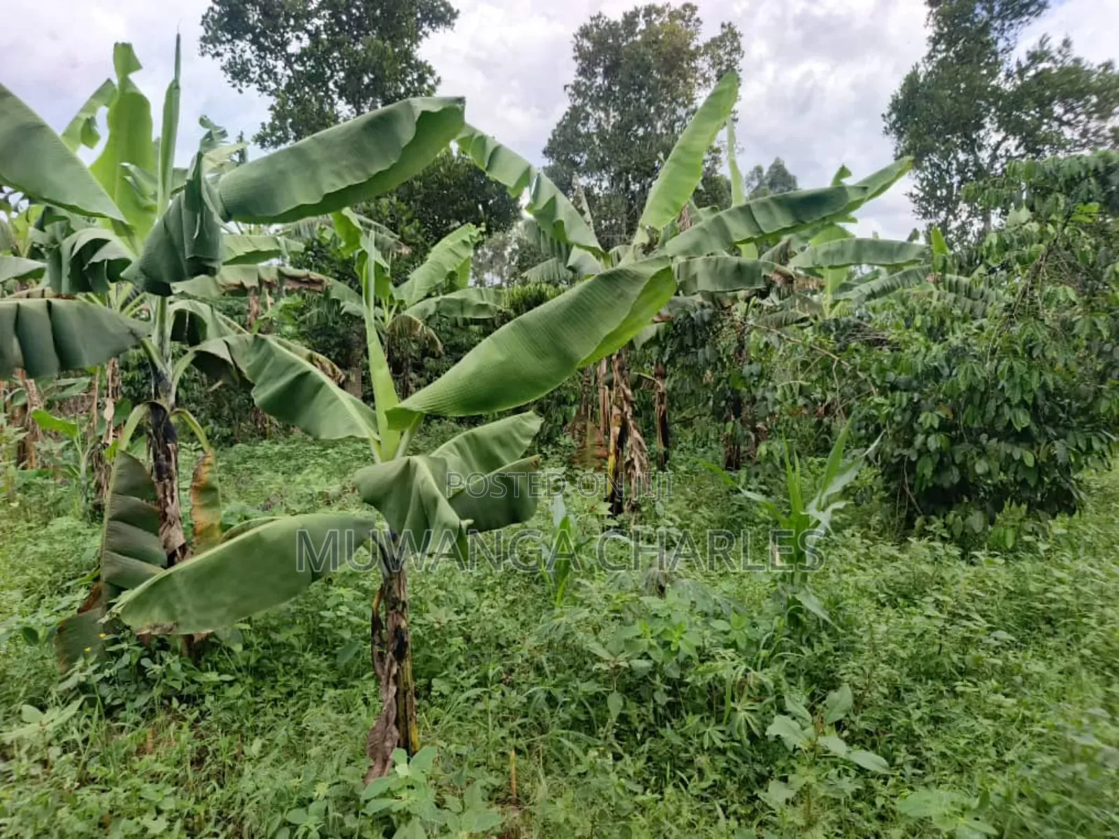Land for Sale in Wabutungulu in Zirobwe