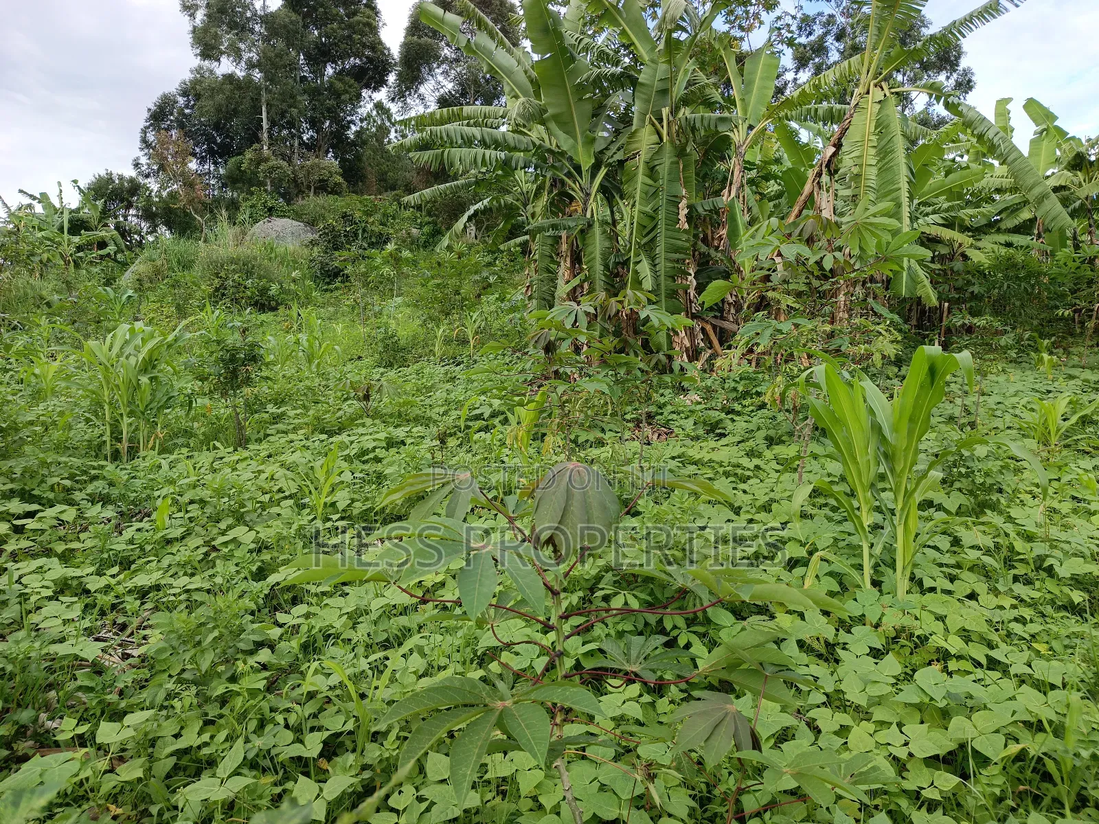 Residential Land on Sale Located in Kicuna-Rwengaju in Kabalore