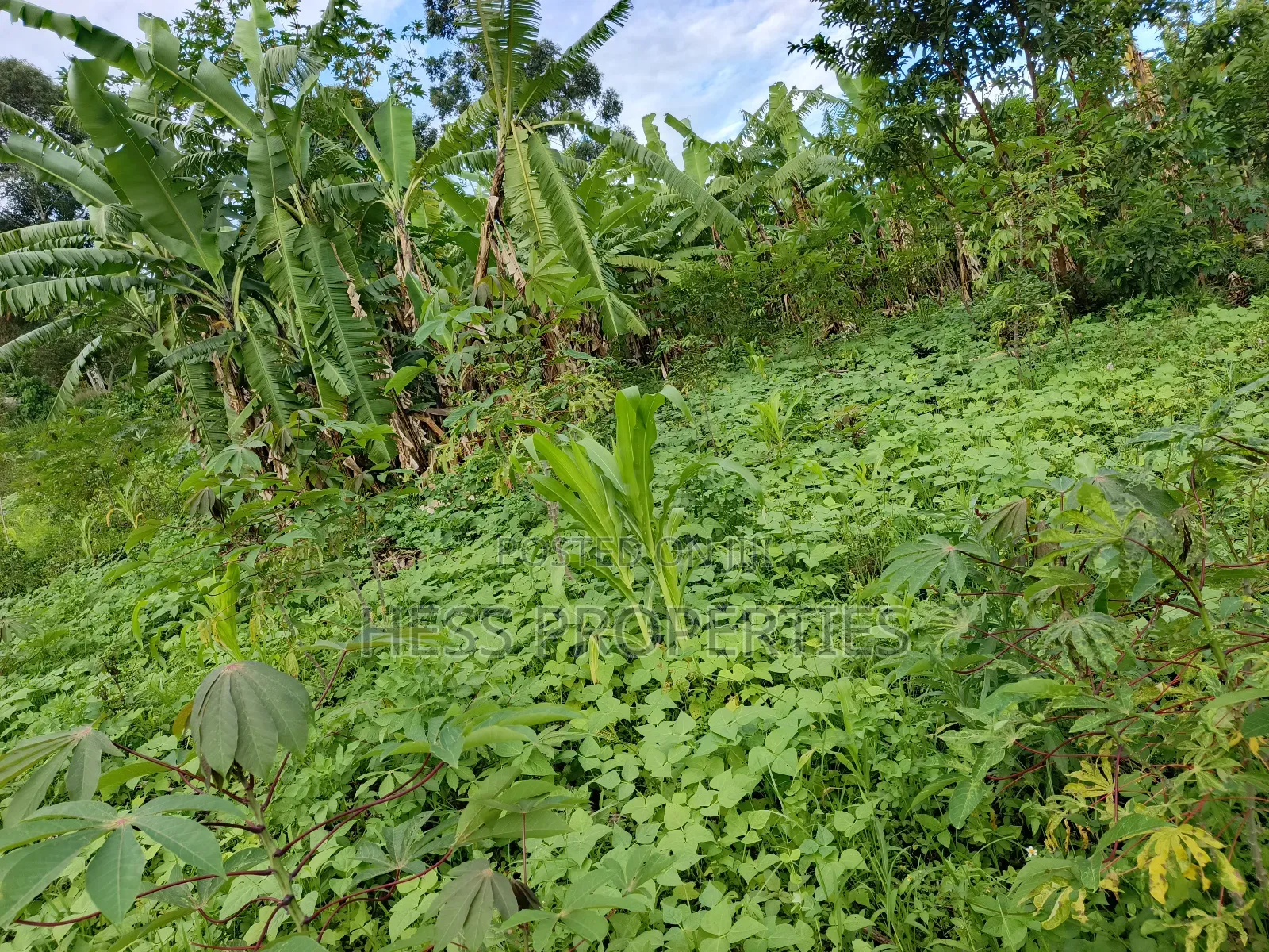Residential Land on Sale Located in Kicuna-Rwengaju in Kabalore