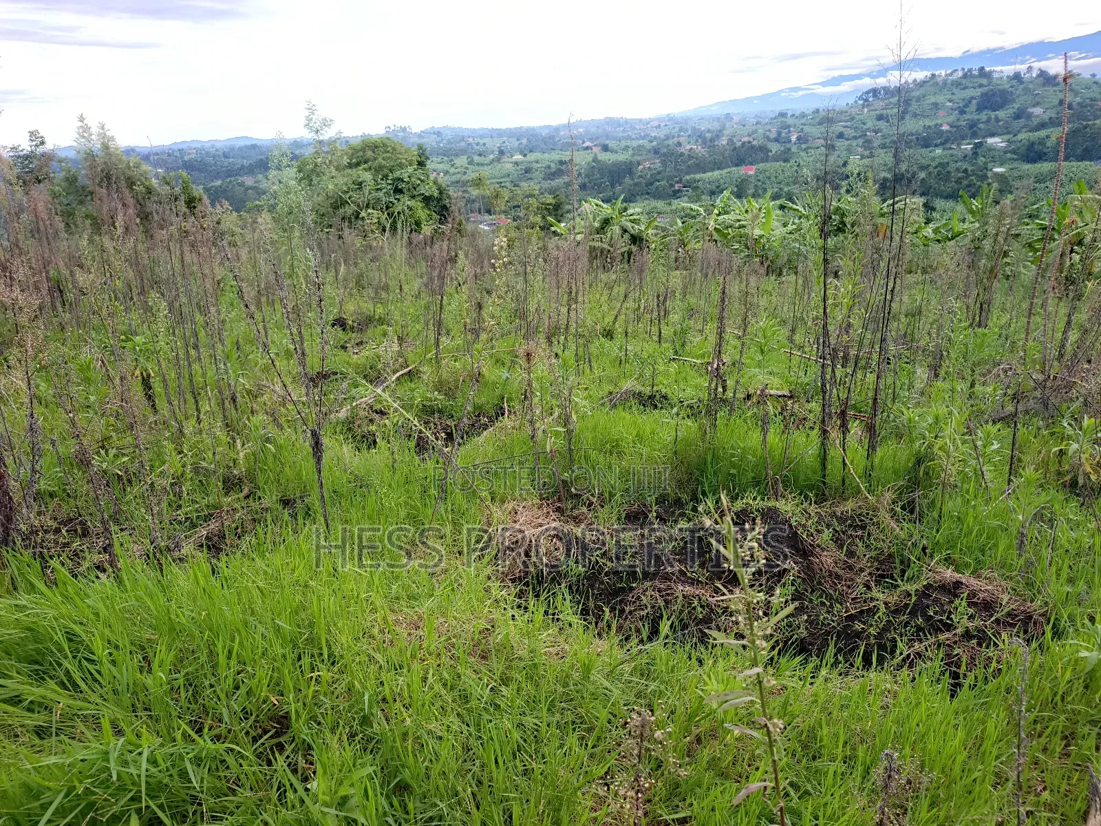 Residential Land on Sale Located in Kicuna-Rwengaju in Kabalore