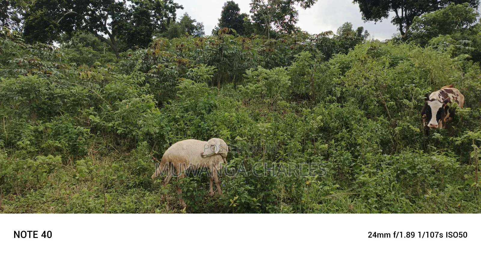 5acres of Land on Sale in Bombo Kalule in Luwero / Luwero