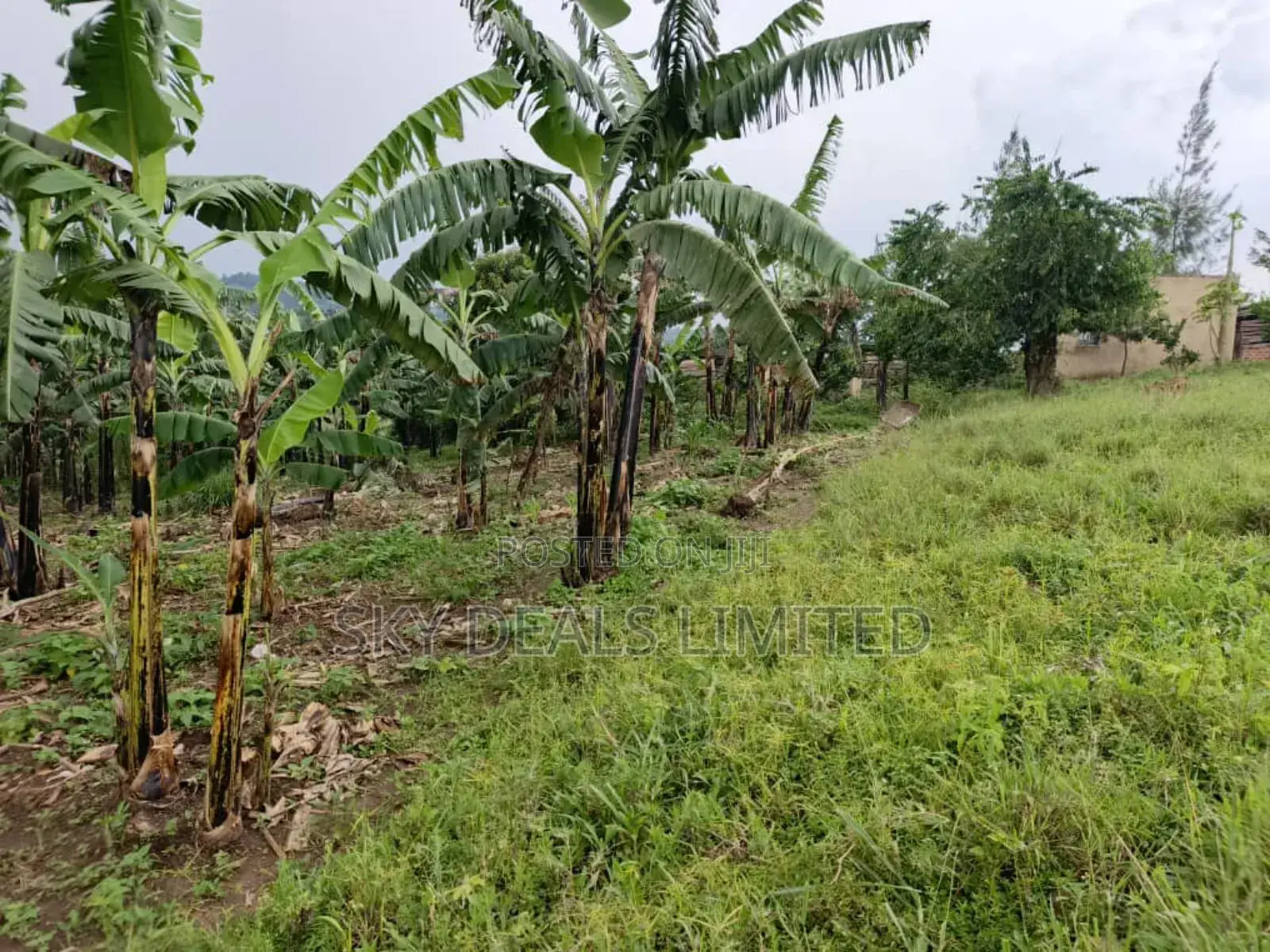100by50ft Plot for Rent in Gayaza in Nakawa