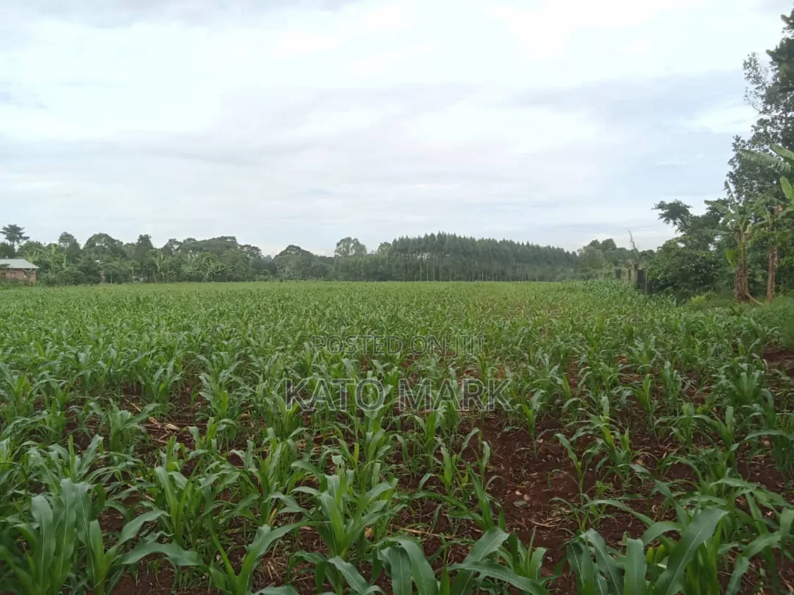 10 Acres for Sale at Mukono Kiyunga in Mukono TC