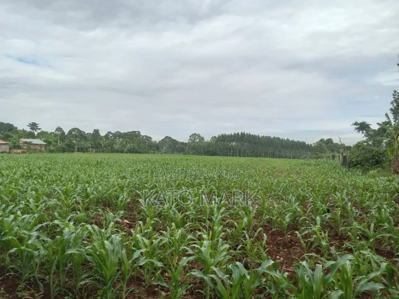 10 Acres for Sale at Mukono Kiyunga in Mukono TC