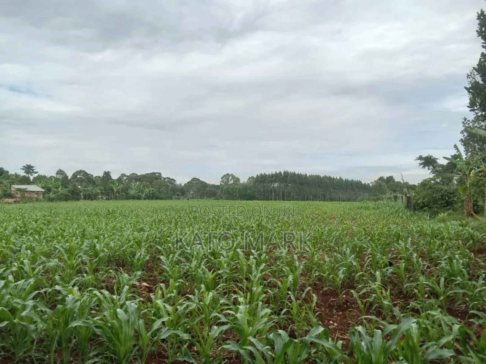 10 Acres for Sale at Mukono Kiyunga in Mukono TC