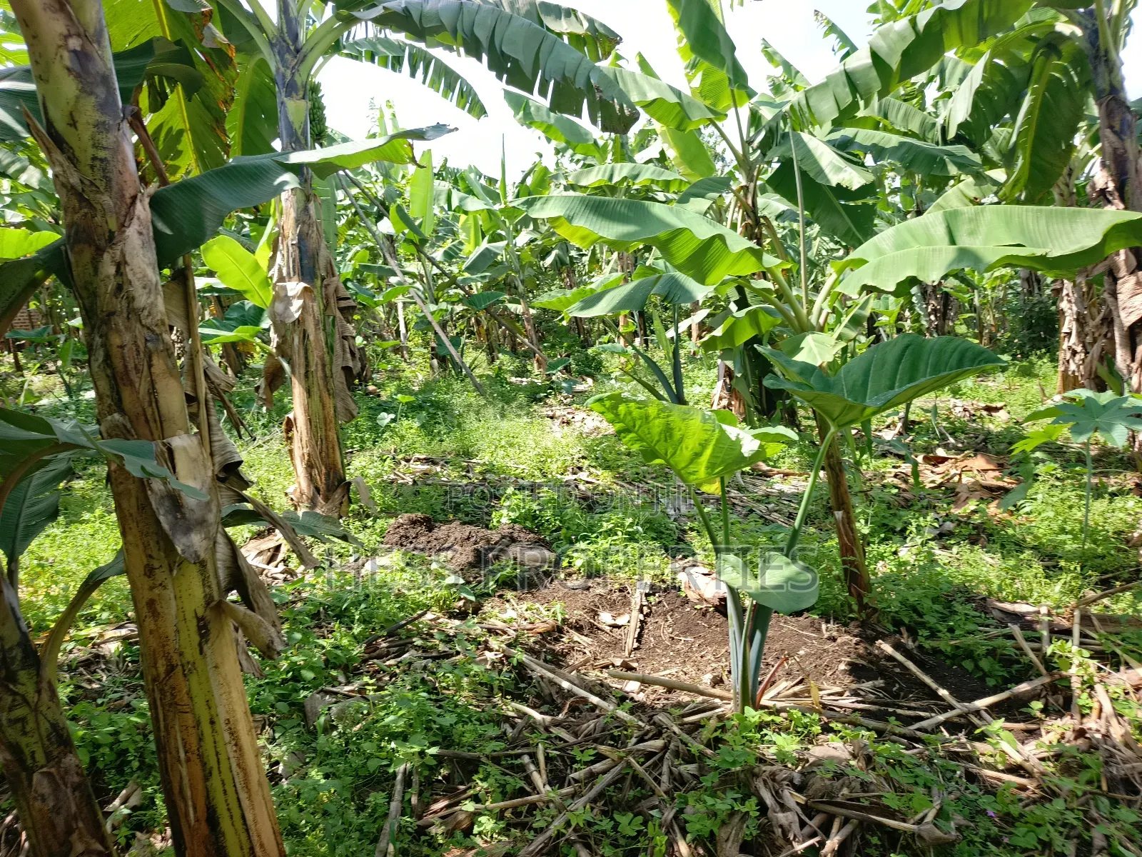 Residential Land on Sale in Kabalore