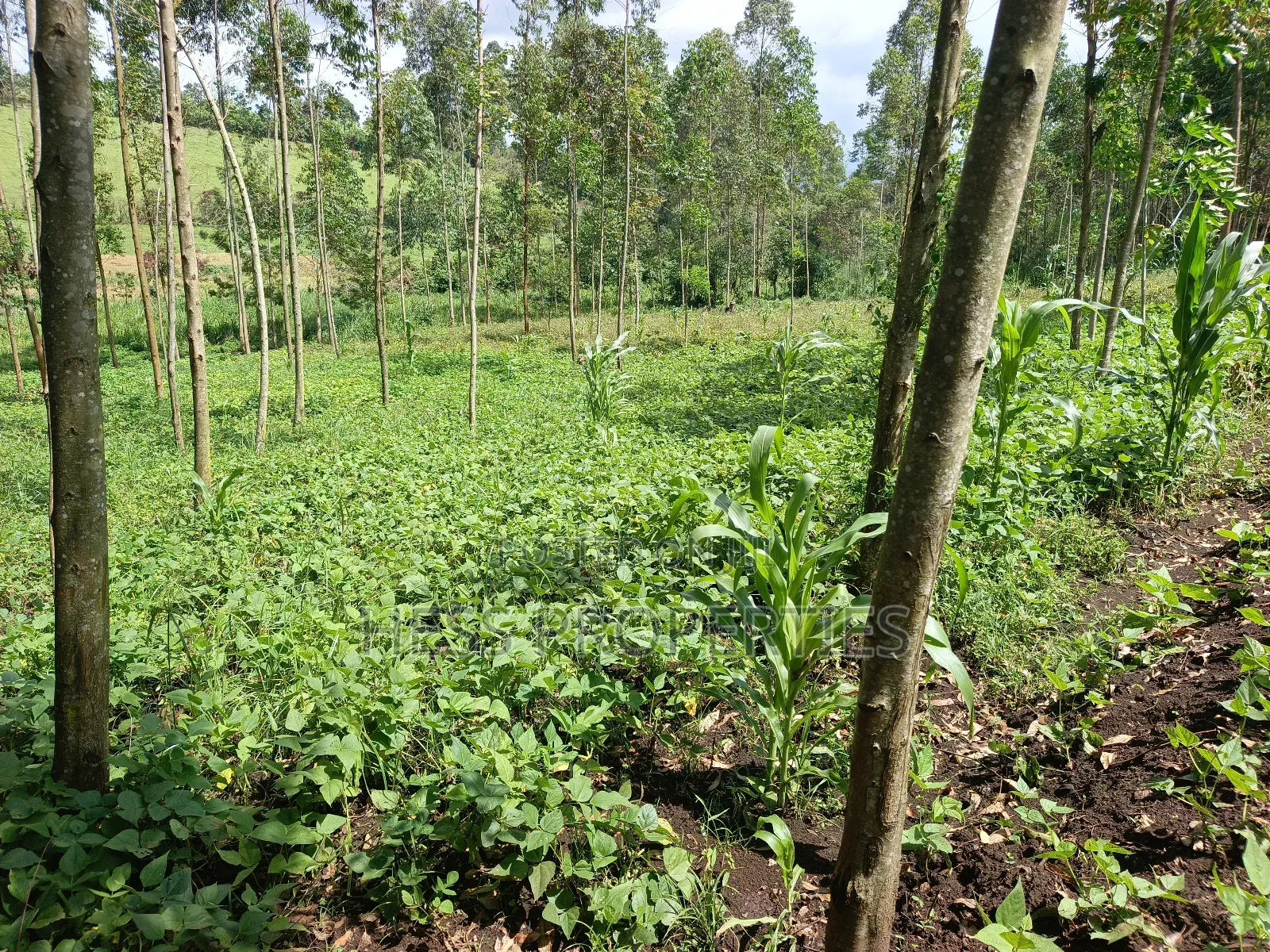 Residential Land on Sale in Kabalore