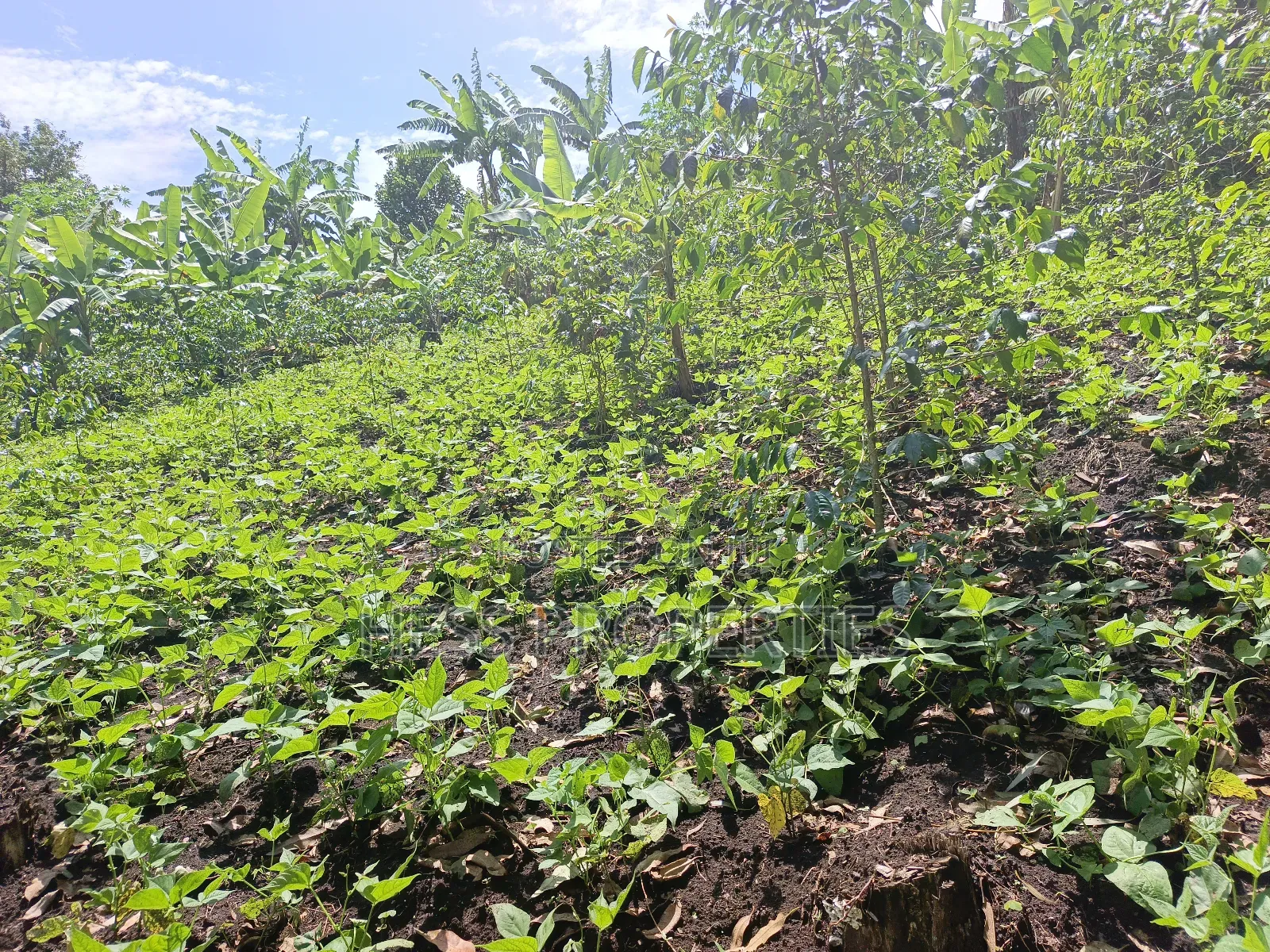 Residential Land on Sale in Kabalore