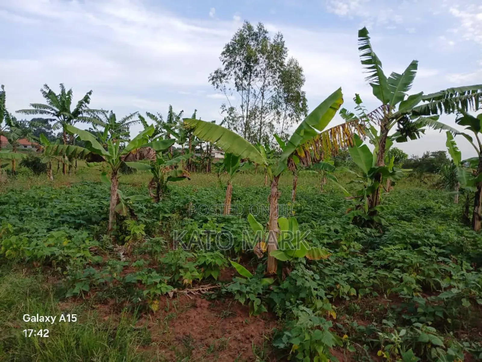 5 Acres for Sale Located at Mukono Nkokonjeru in Mukono TC