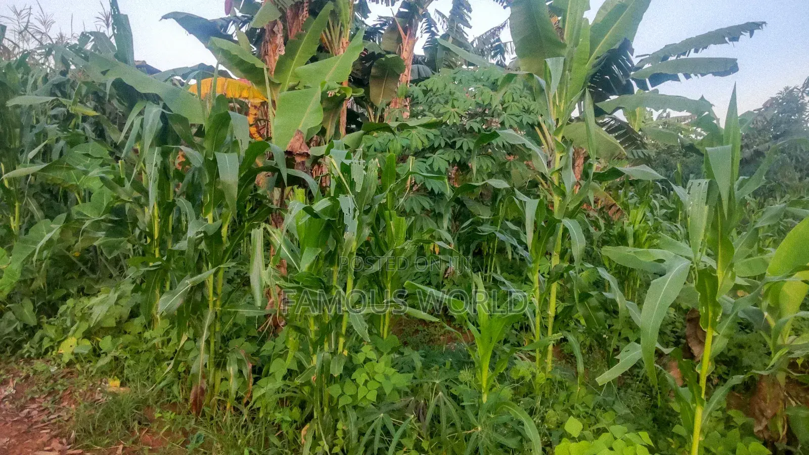 Entebbe Nakawuka Jungo Plot for Sale 100ft by 50 Ft in Kasanje