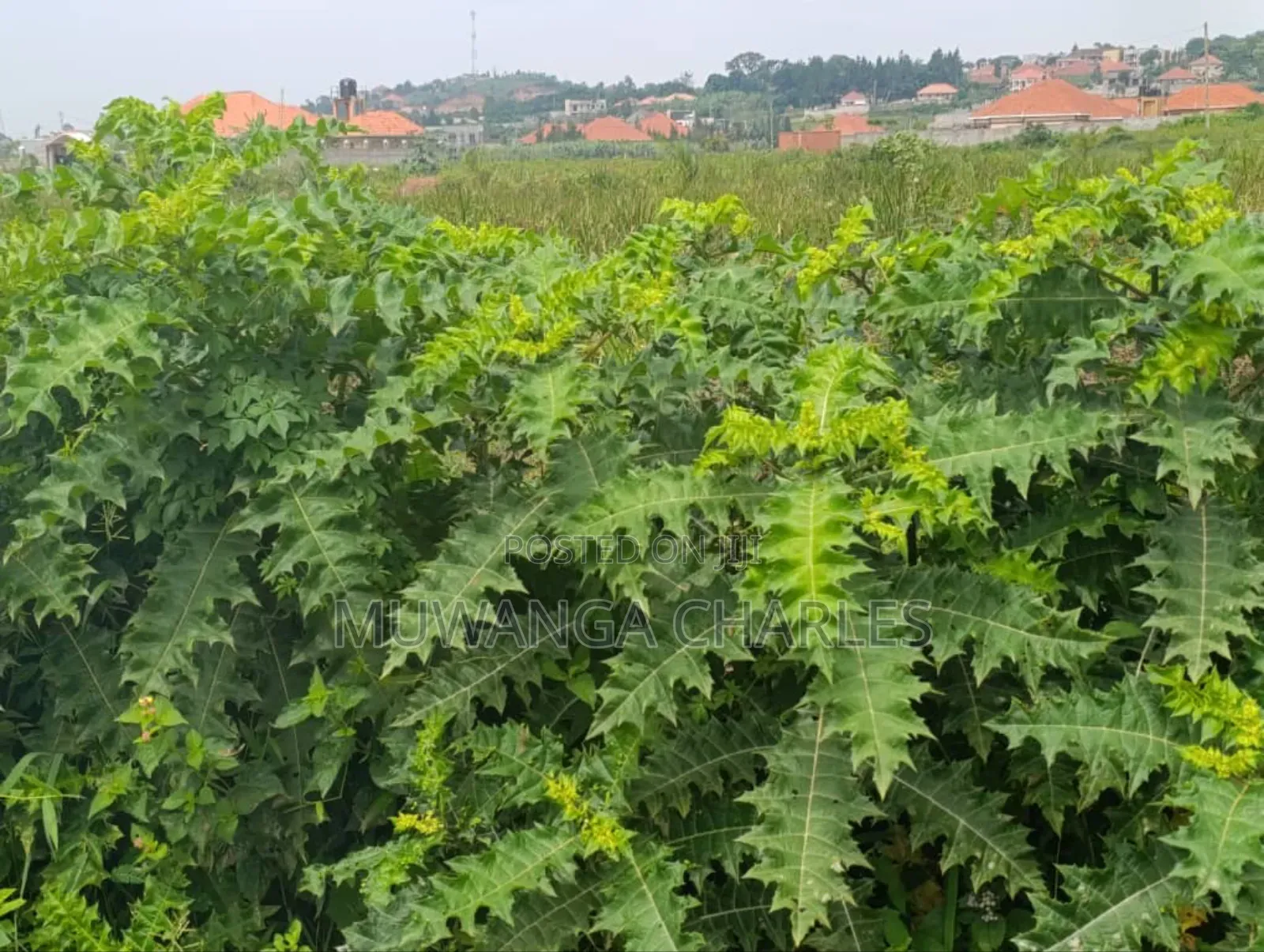 Plot on Sale in Kyanja Kungu in Division A