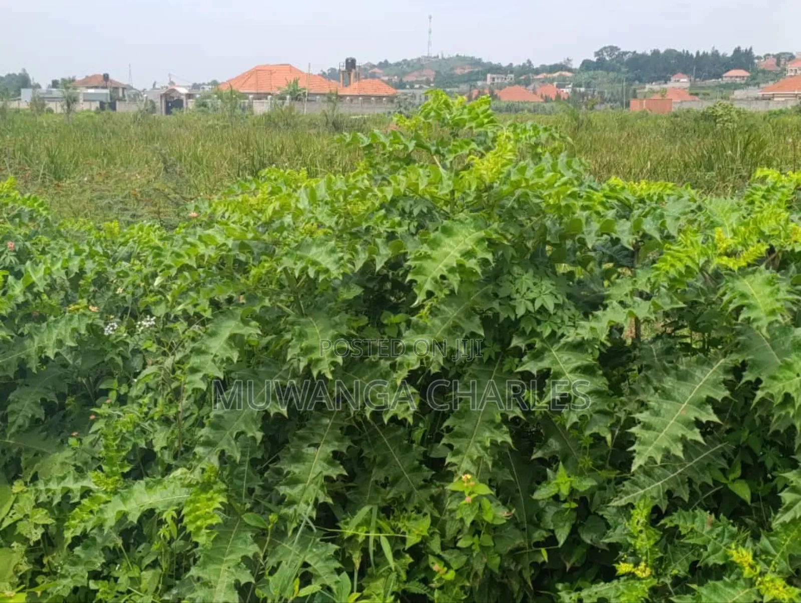 Plot on Sale in Kyanja Kungu in Division A