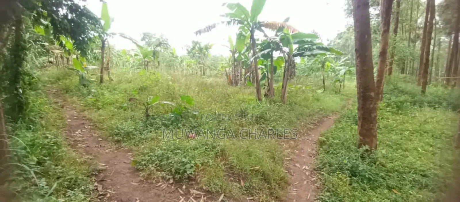 Land for Sale in Luwero in Butuntumula
