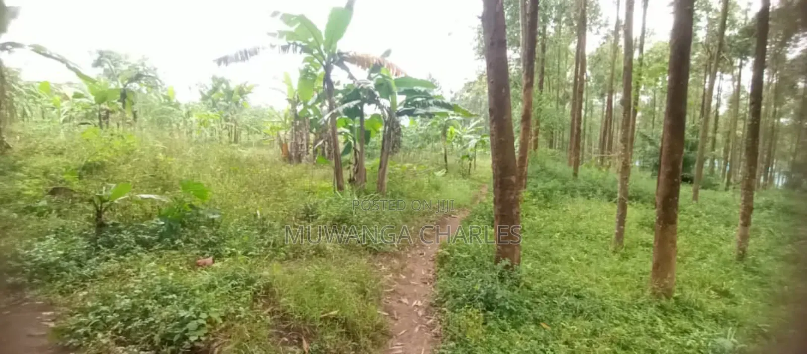 Land for Sale in Luwero in Butuntumula