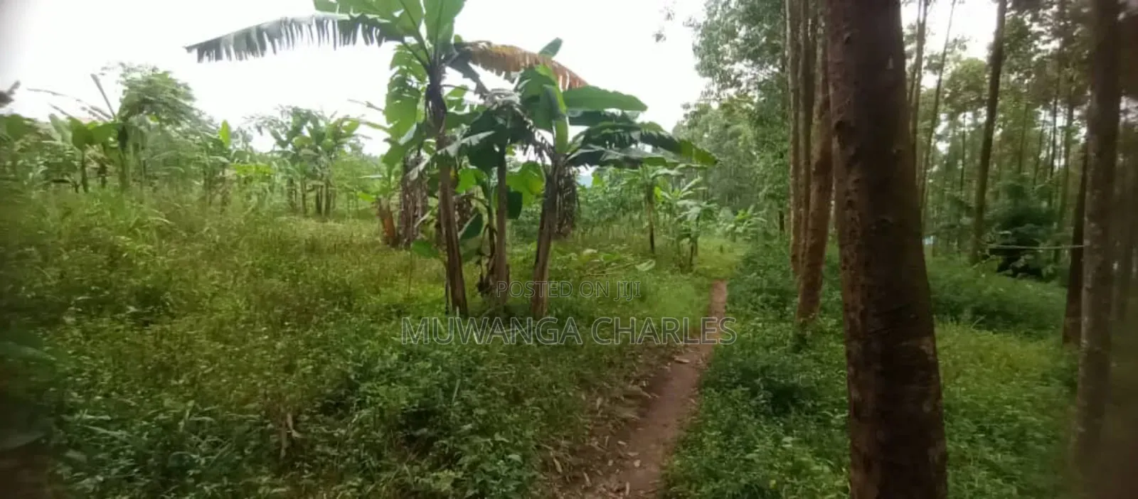 Land for Sale in Luwero in Butuntumula