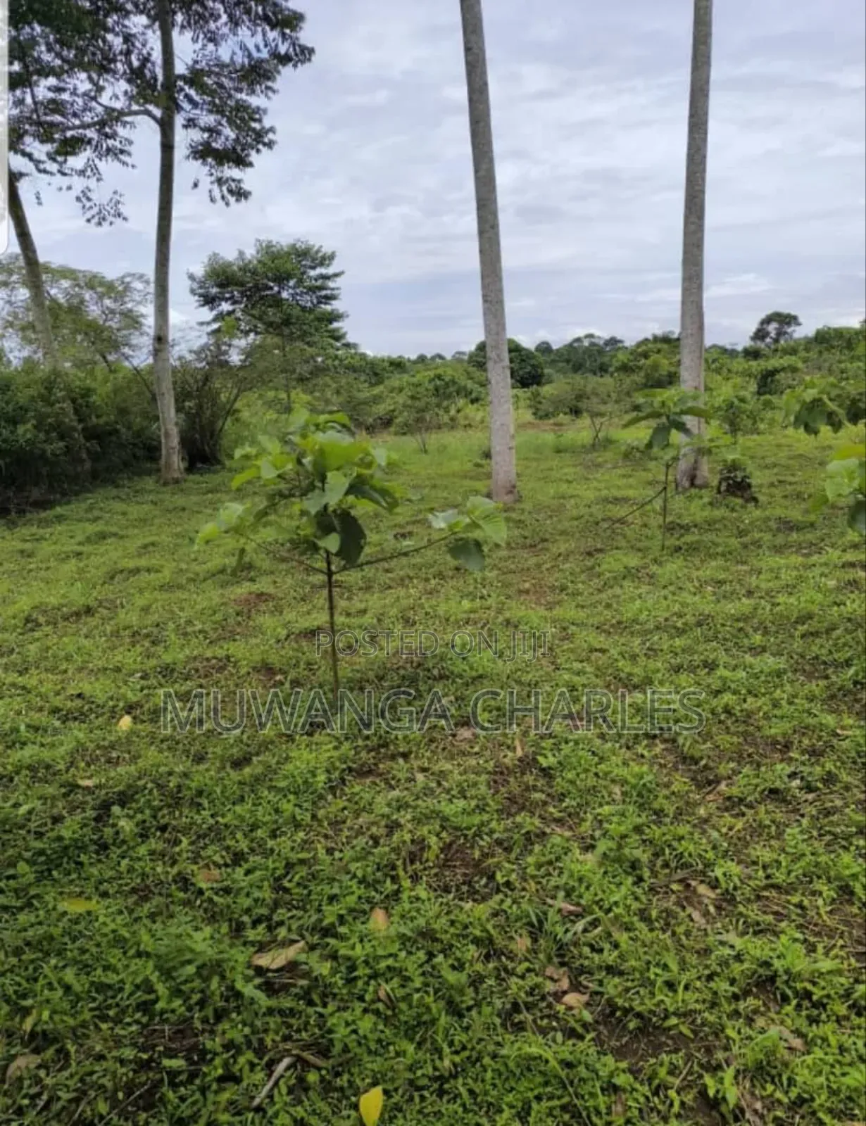 Land for Sale in Luwero in Butuntumula