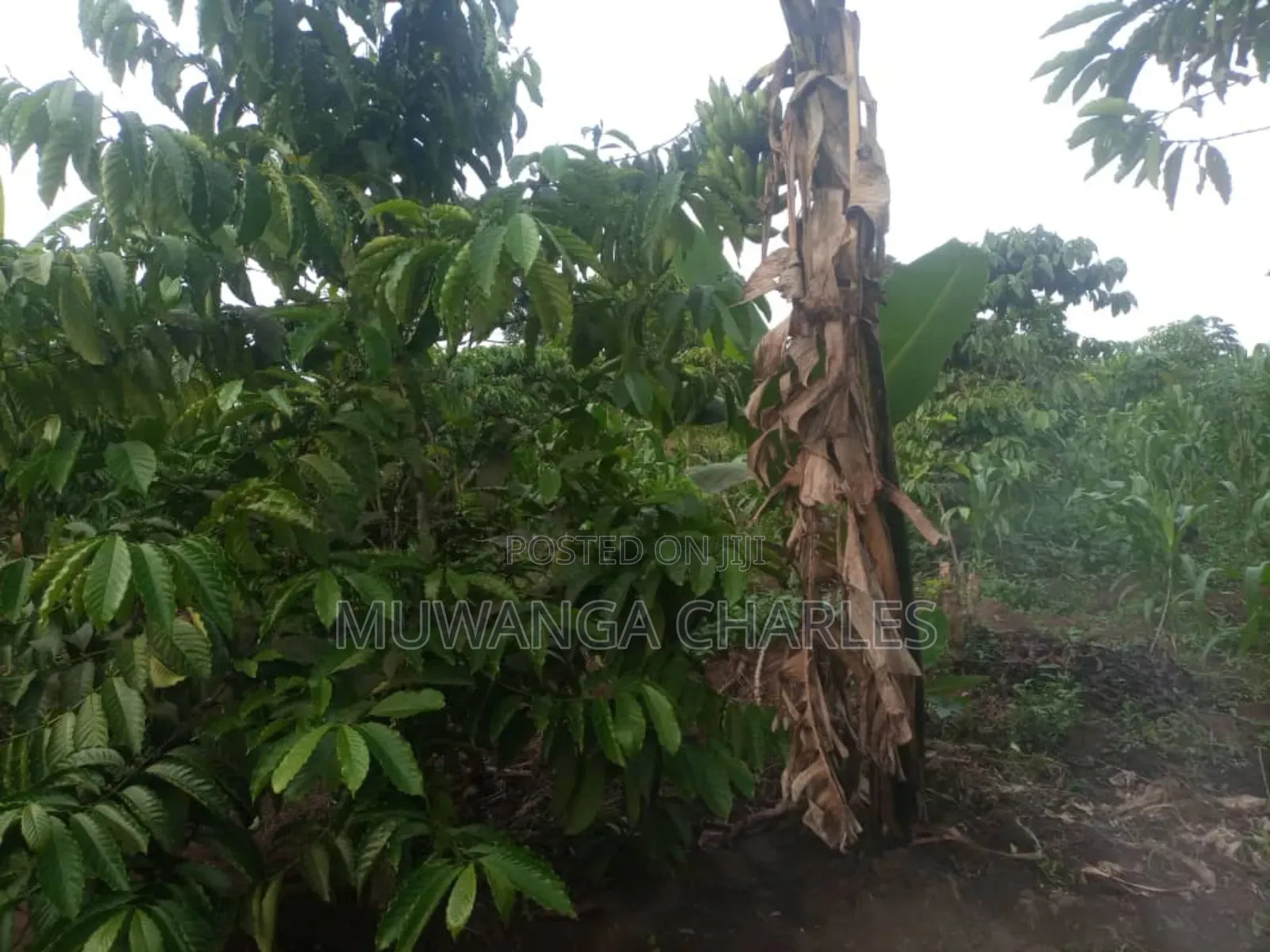 5acres for Sale in Bombo Road Migadde in Division B