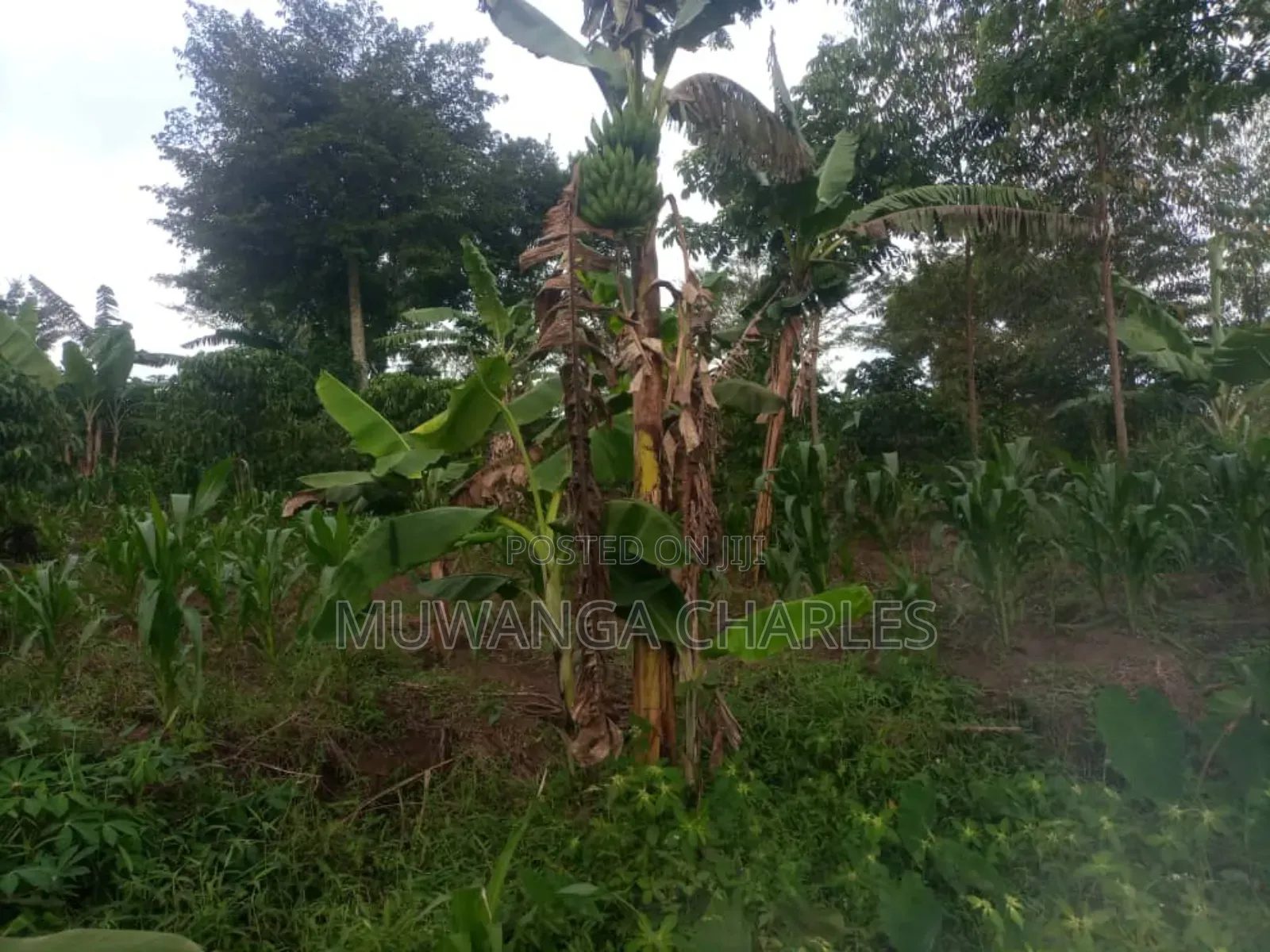 5acres for Sale in Bombo Road Migadde in Division B