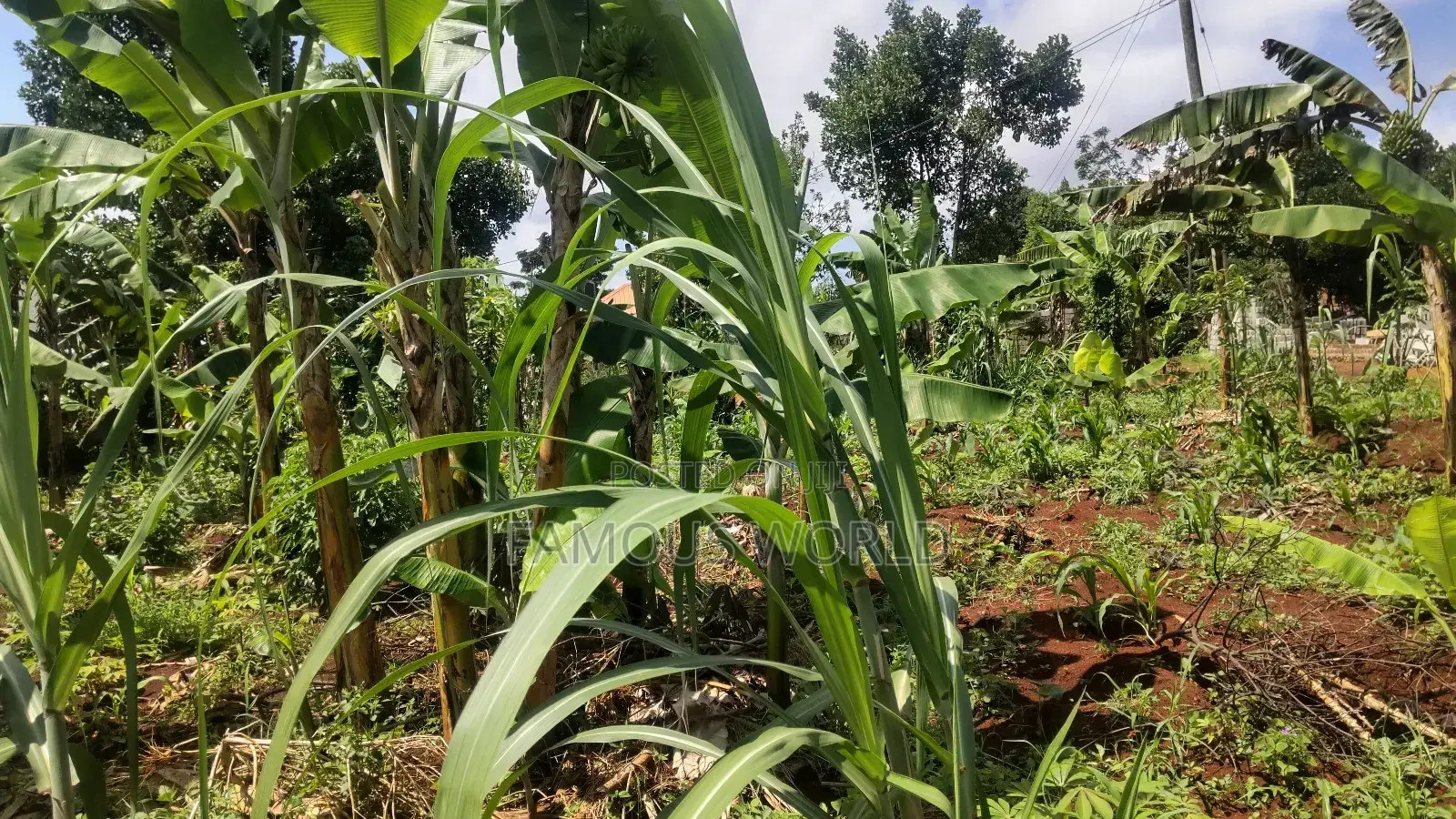 Entebbe Kabaale B Titled Land 100ft by 50 Ft on Tarmac Road in Katabi