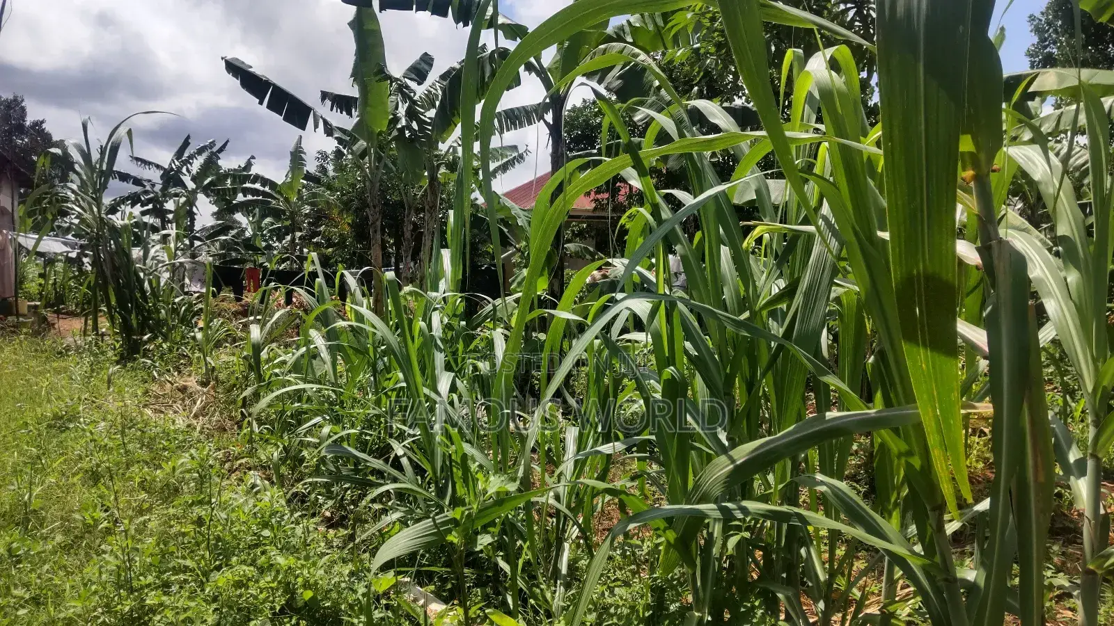 Entebbe Kabaale B Titled Land 100ft by 50 Ft on Tarmac Road in Katabi