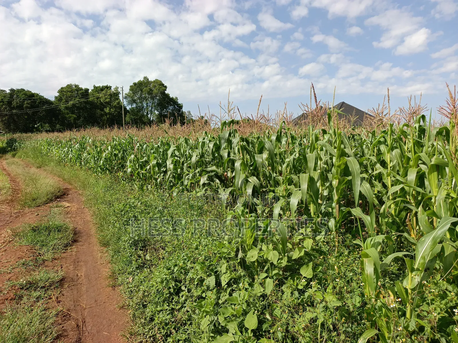 43acres of Land on Sale Located in Kyenjojo District in Kyenjojo