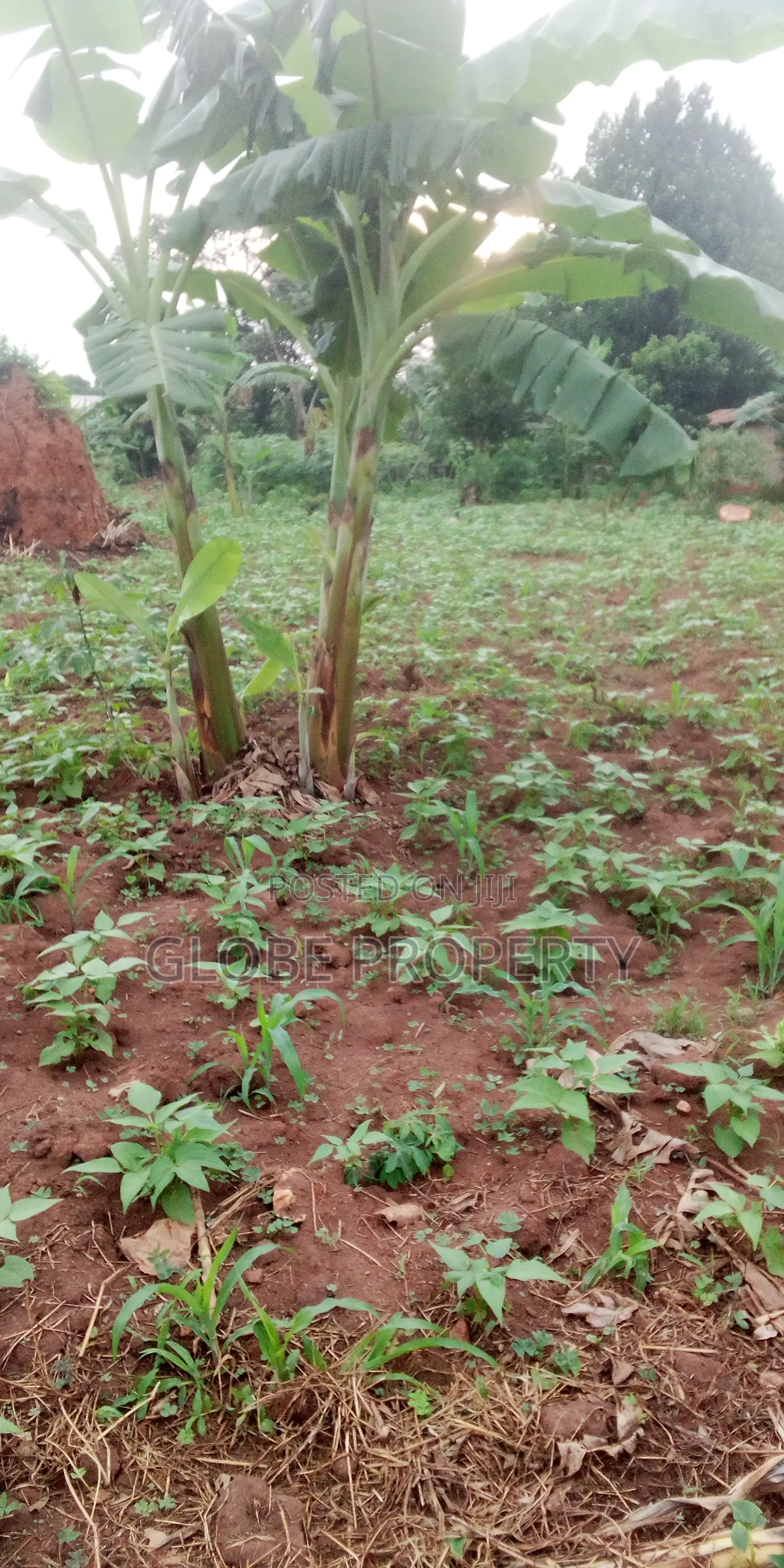 Plot for Sale in Gayaza Nakwero in Kira