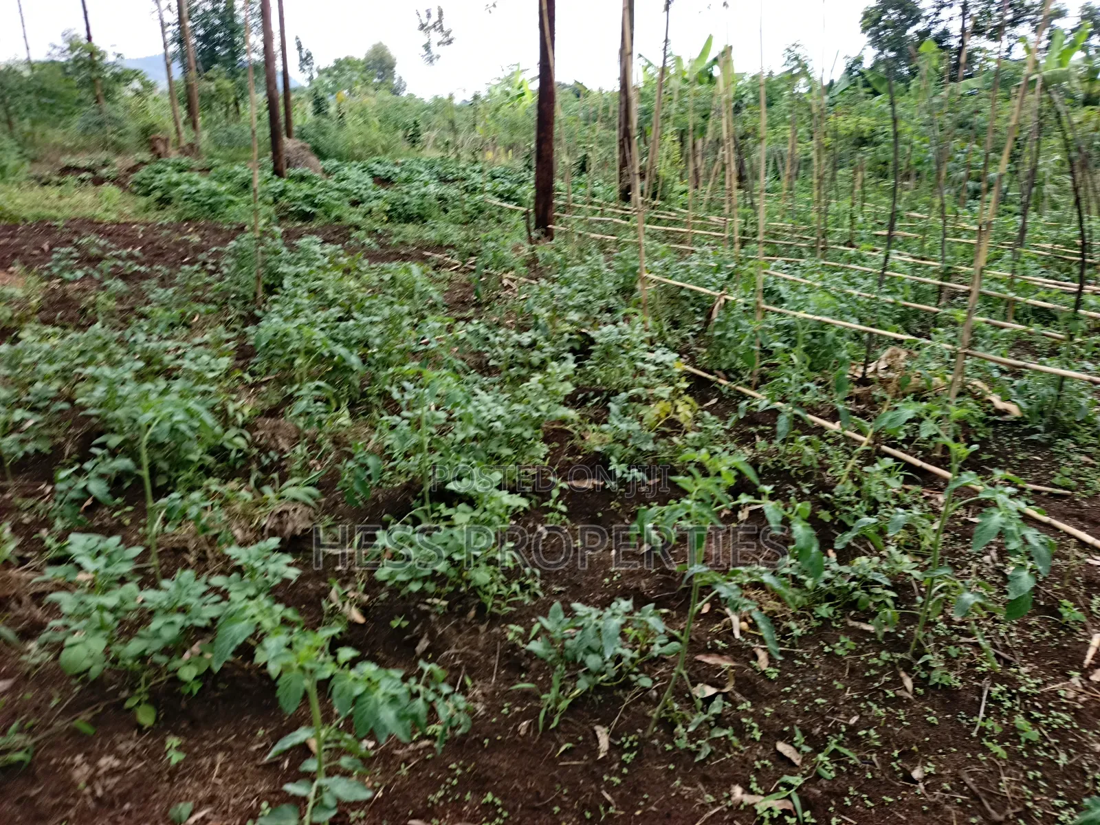 Residential Land on Sale in Kyenjojo