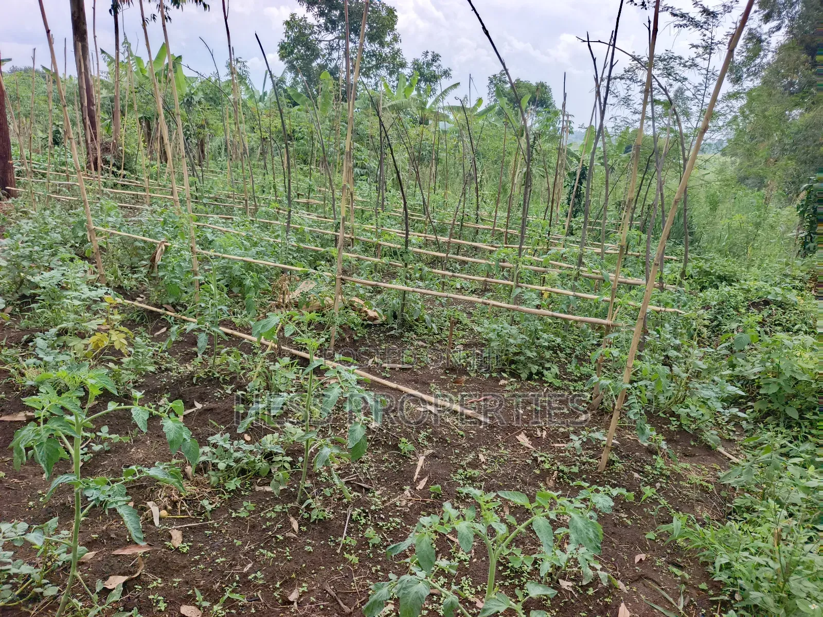 Residential Land on Sale in Kyenjojo