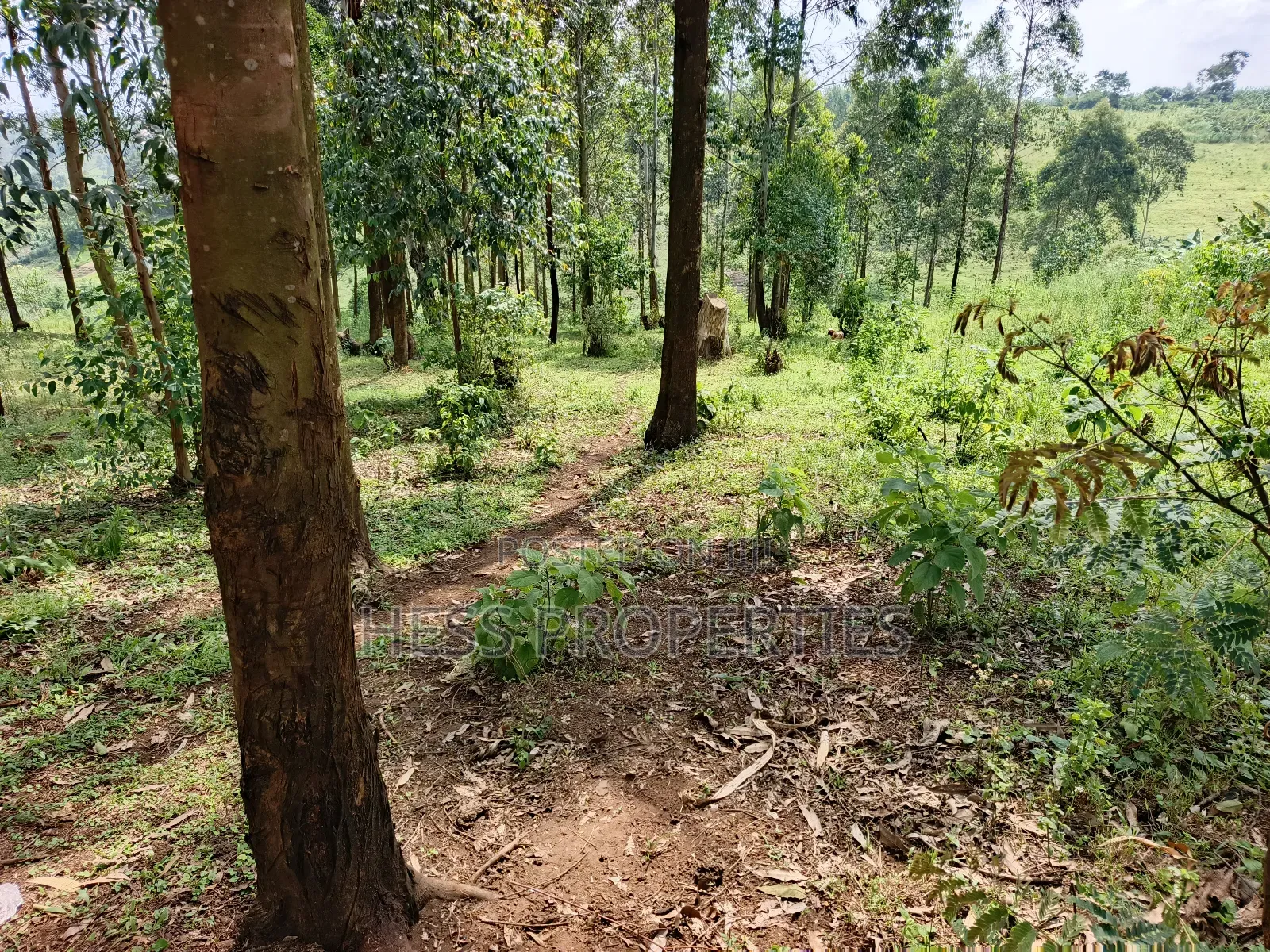 Residential Land on Sale in Kyenjojo