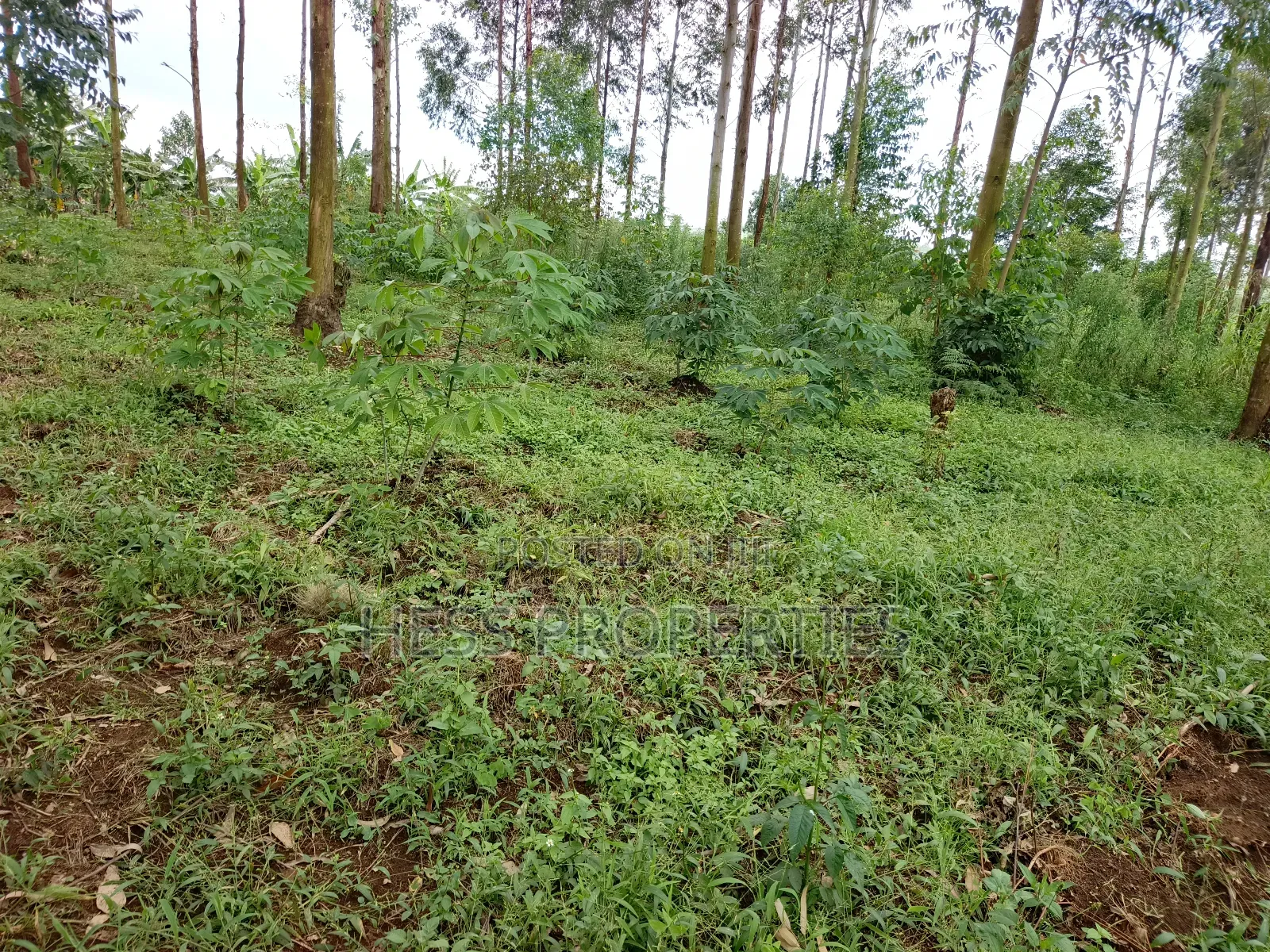 Residential Land on Sale in Kyenjojo