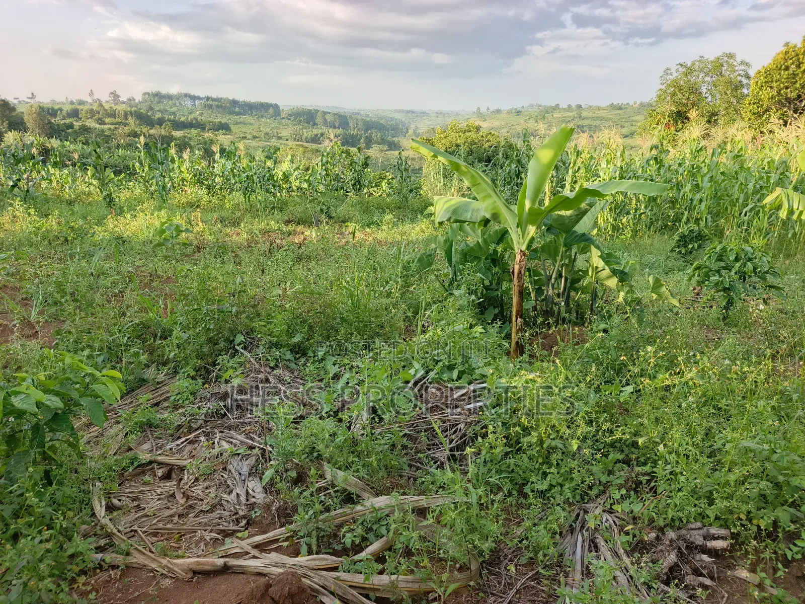 Agricultural Land on Sale in Kyenjojo