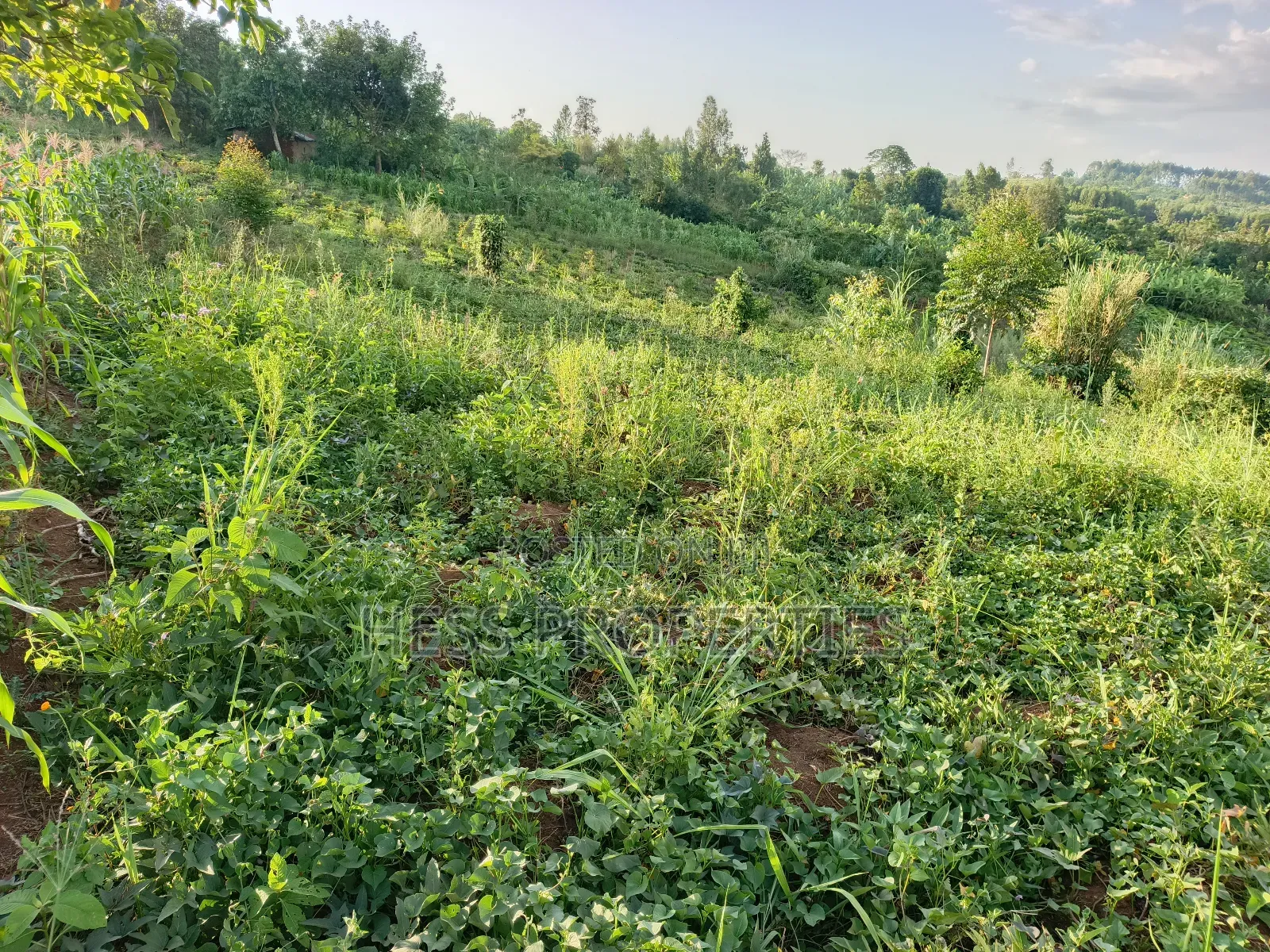 Agricultural Land on Sale in Kyenjojo