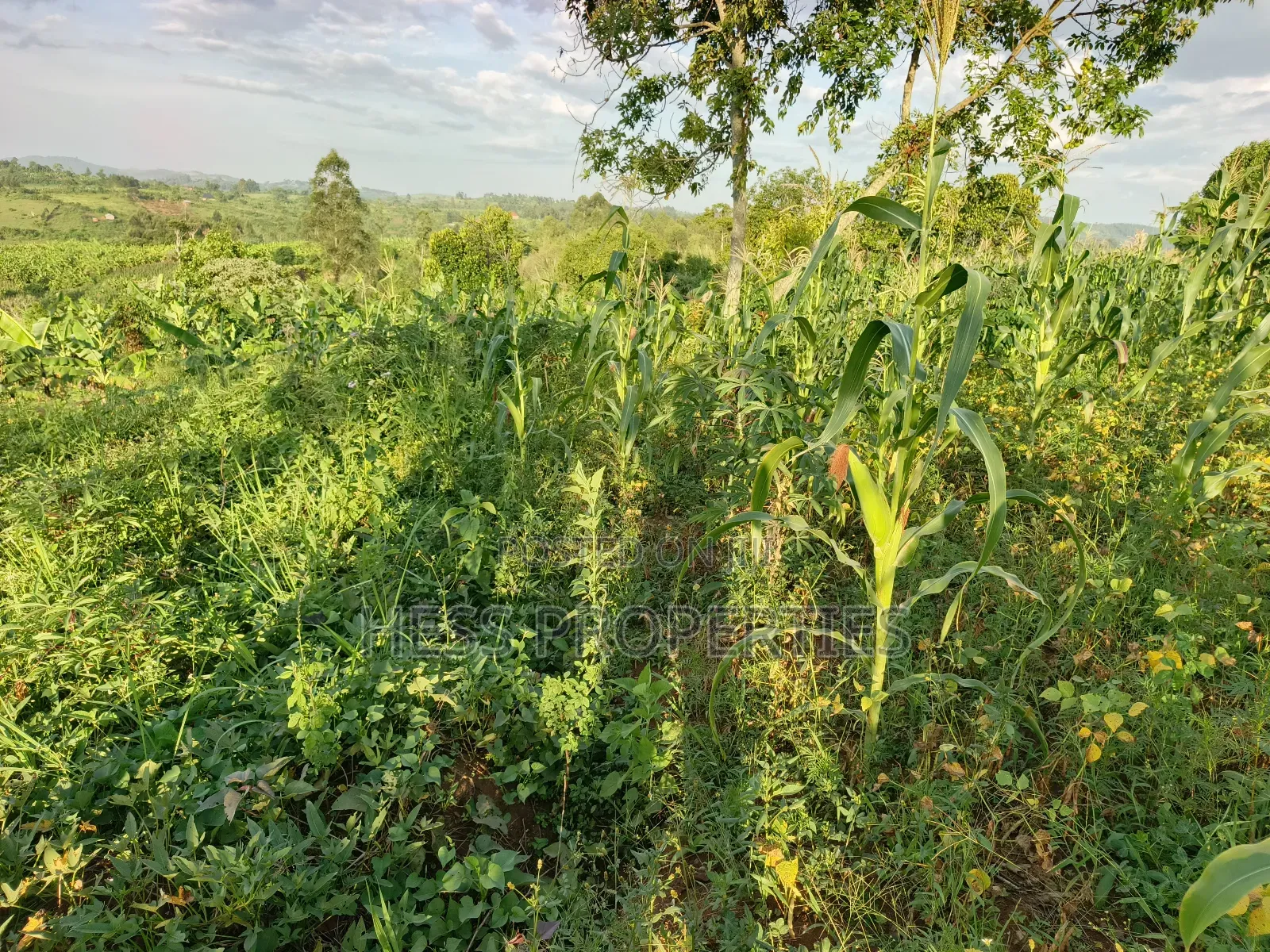 Agricultural Land on Sale in Kyenjojo