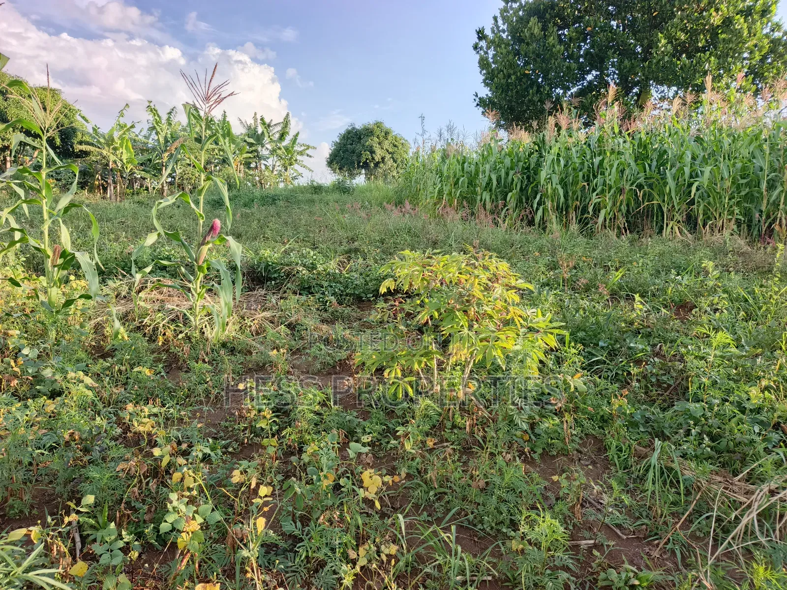 Agricultural Land on Sale in Kyenjojo