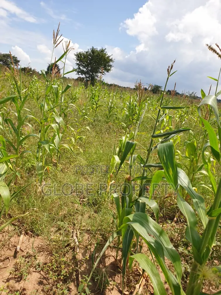 1 Square Mile of Land for Sale in Kayunga in Galiraaya
