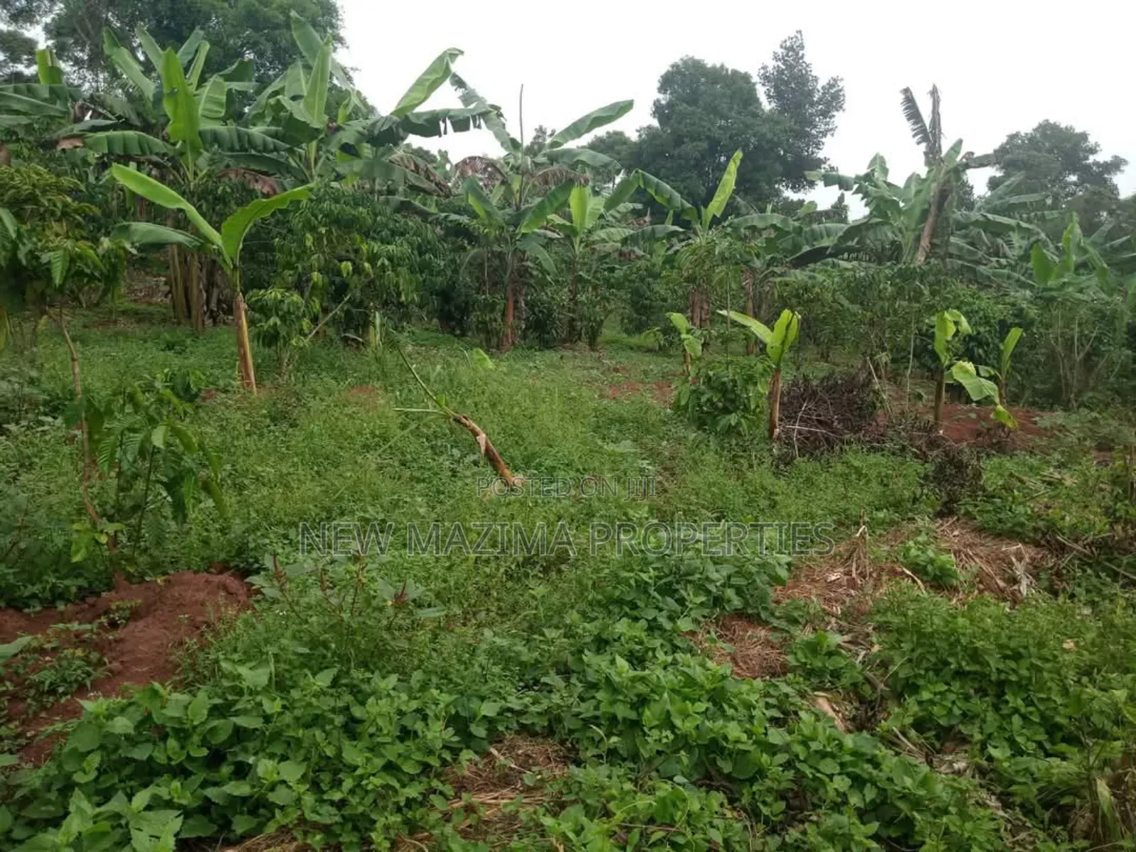 Half Acre on Quick Sale in Heart of Matuga Kilolo Village in Central Division