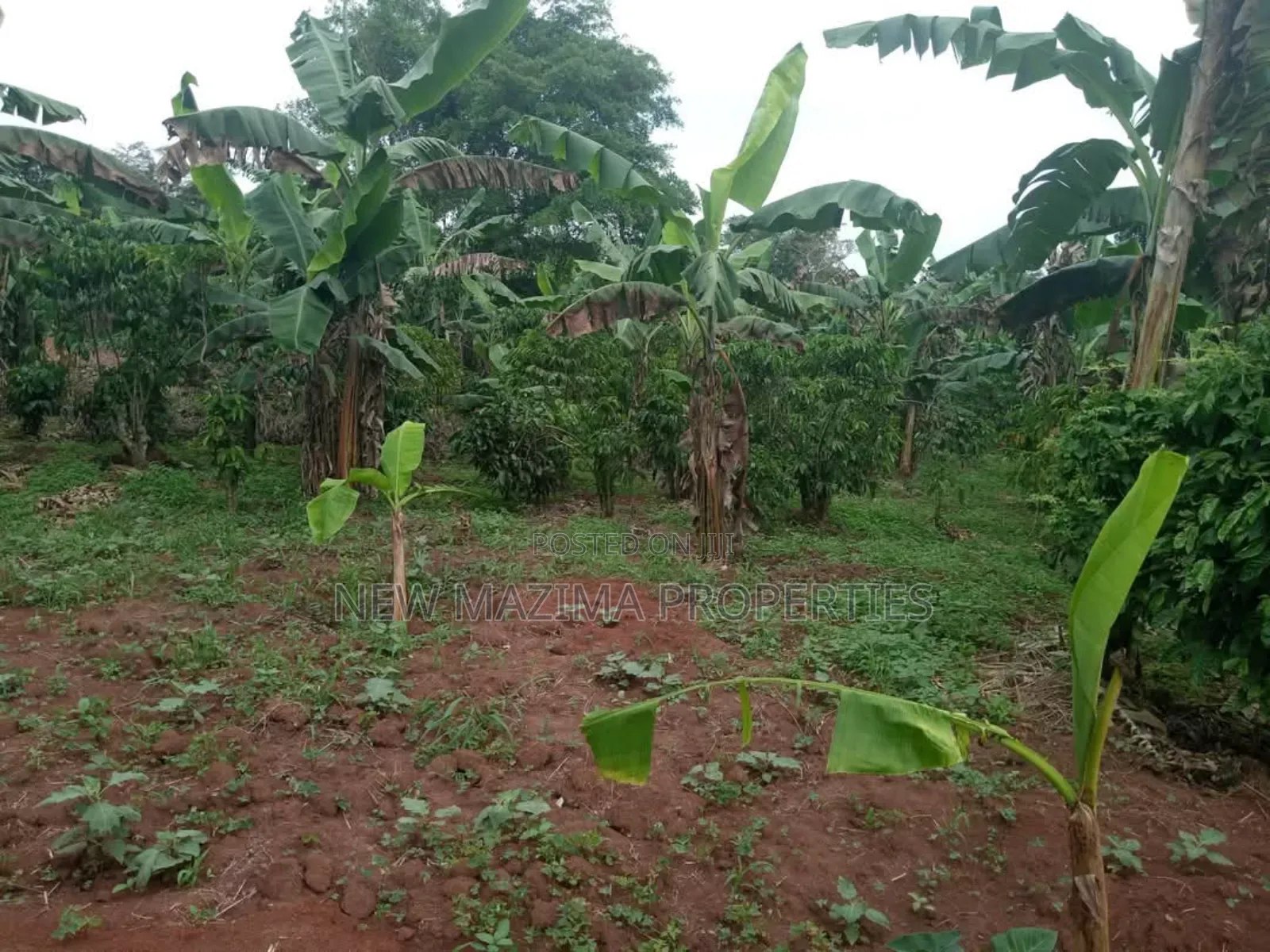 Half Acre on Quick Sale in Heart of Matuga Kilolo Village in Central Division